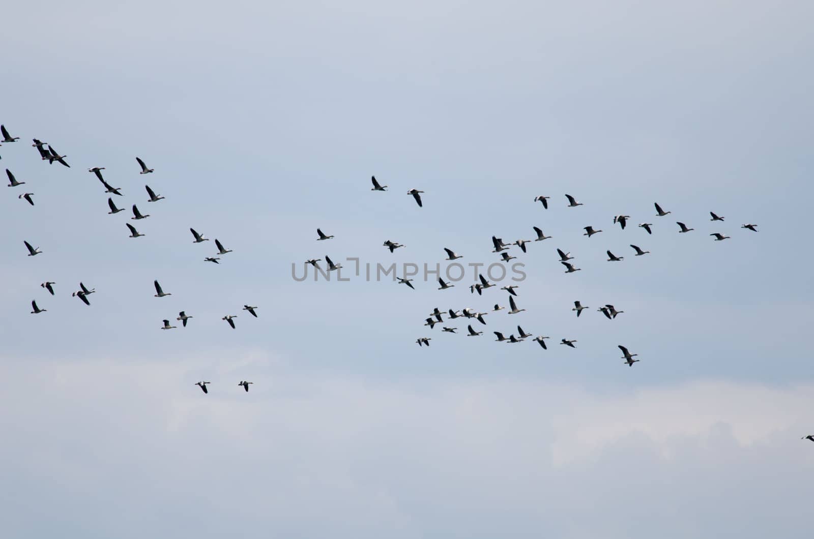 the migration of wild geese