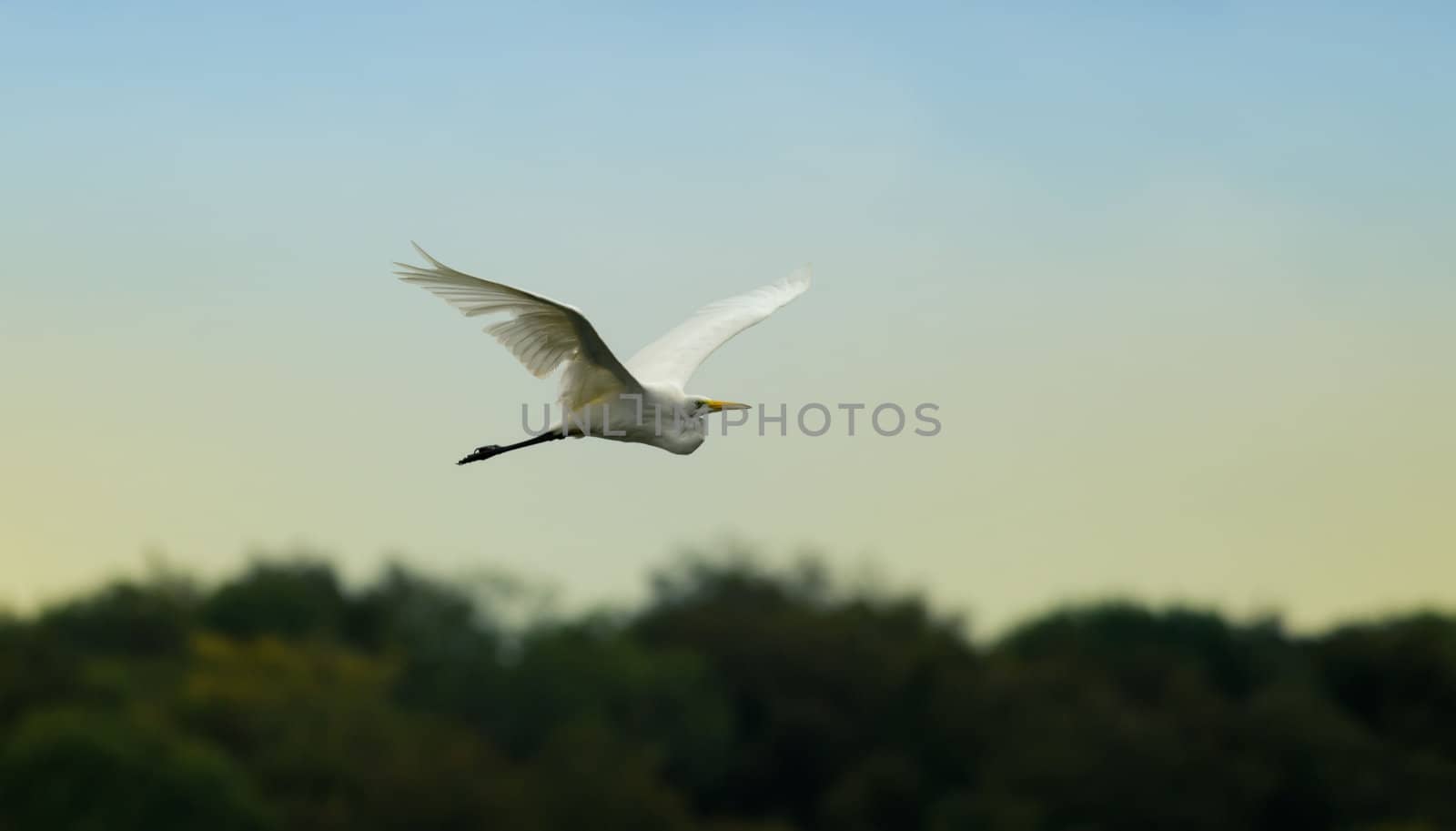 the egret flies over  the forest