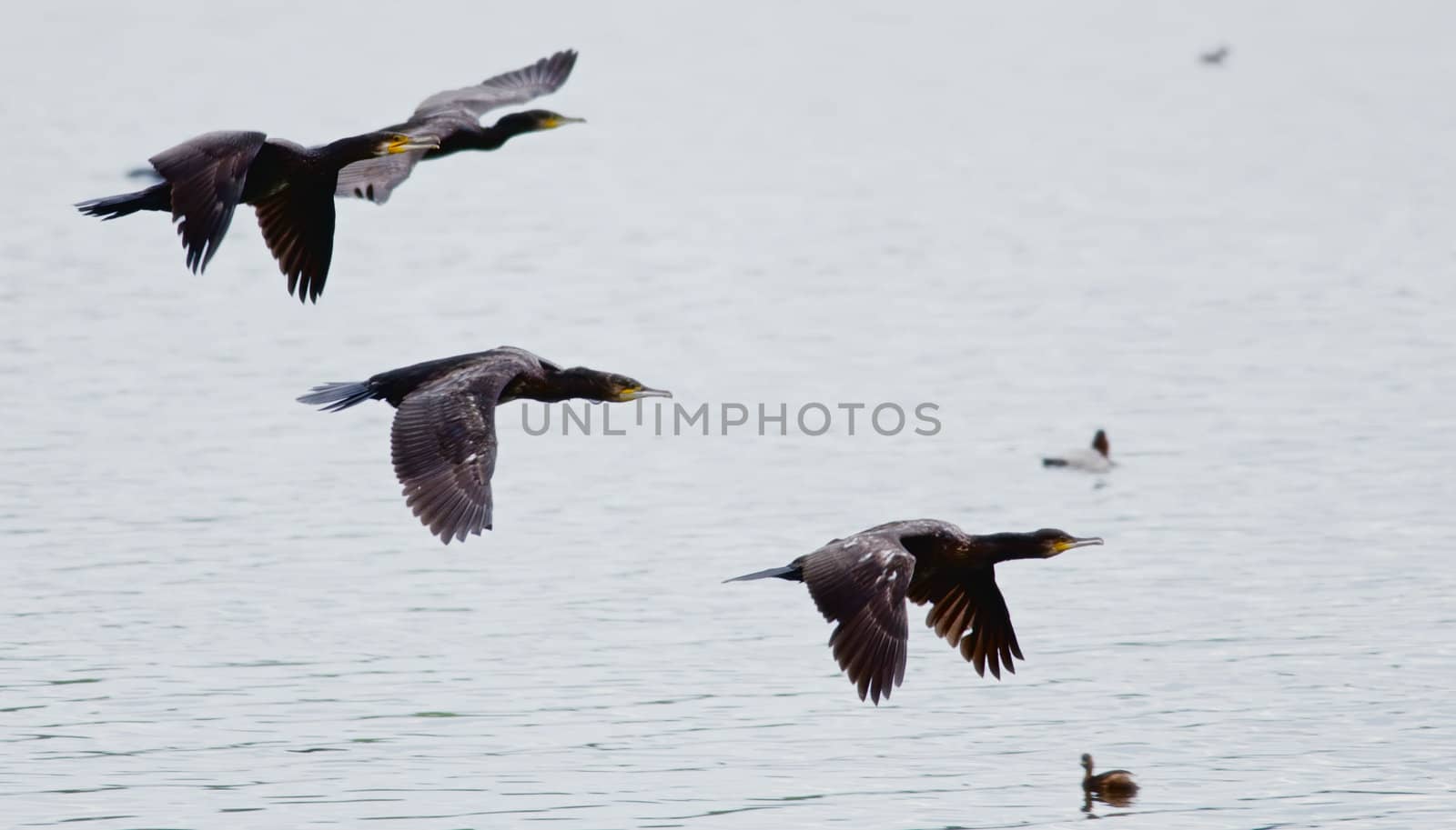 the cormorants fly over  water
