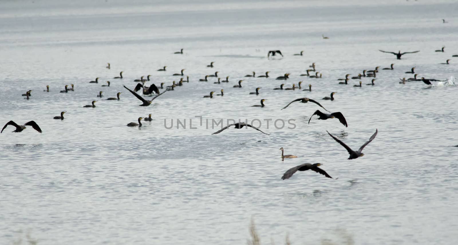 the cormorants fly over  water
