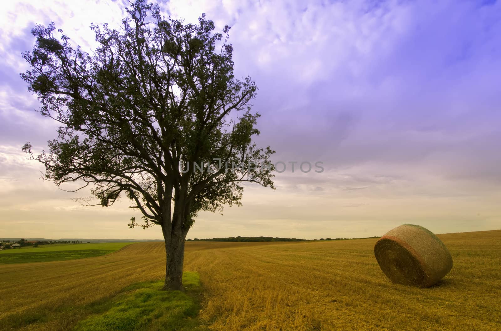 the tree  and straw bales