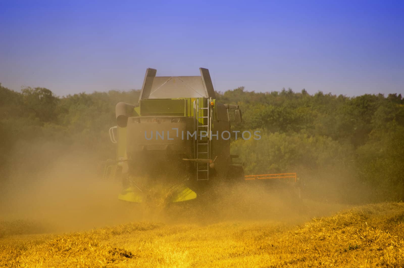 combine harvester reaps the corn