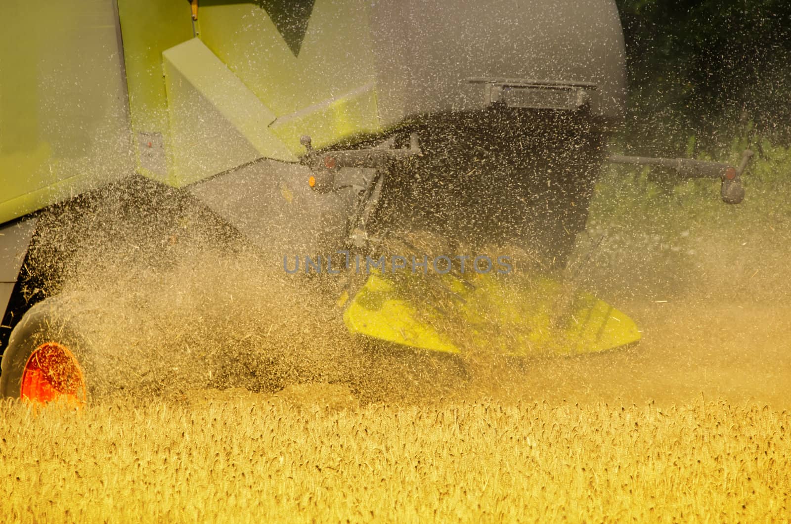combine harvester reaps the corn