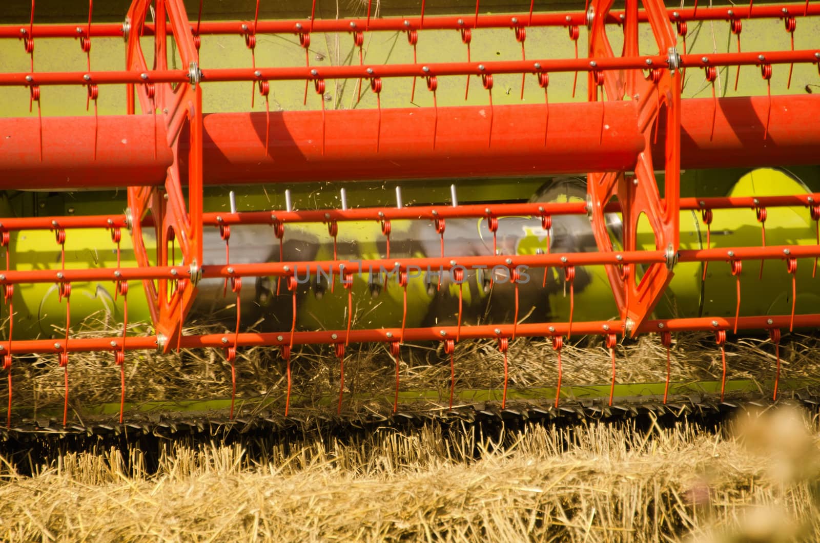 combine harvester reaps the corn
