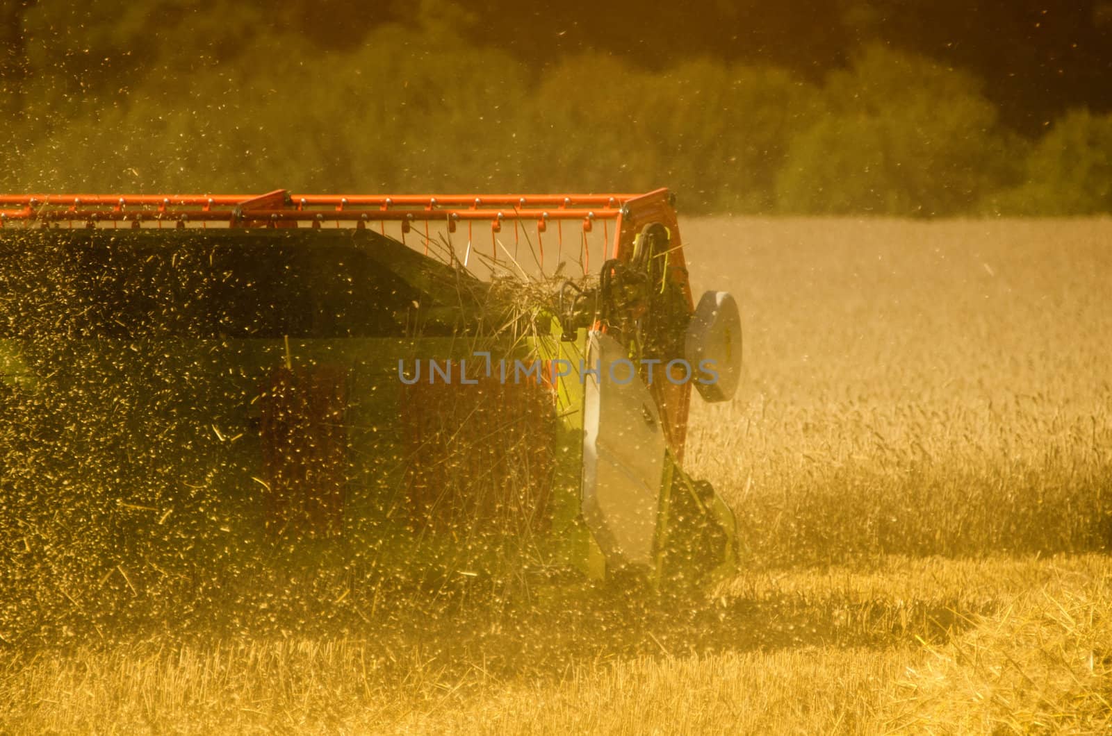 the combine harvester in the field