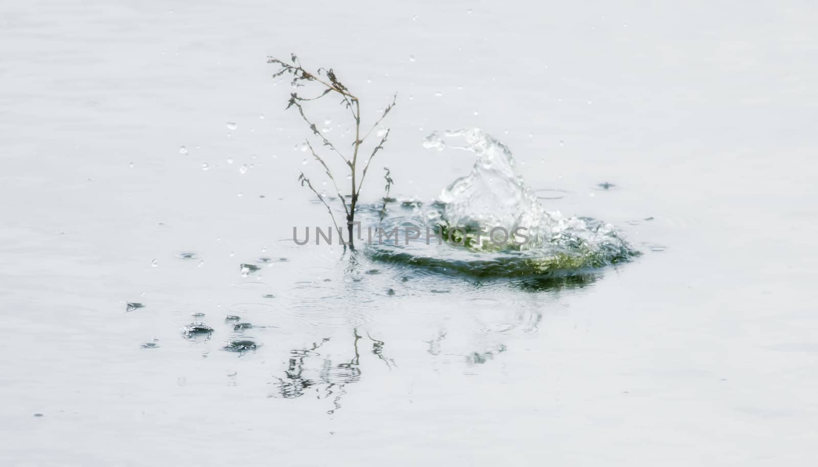 a small splash in the water