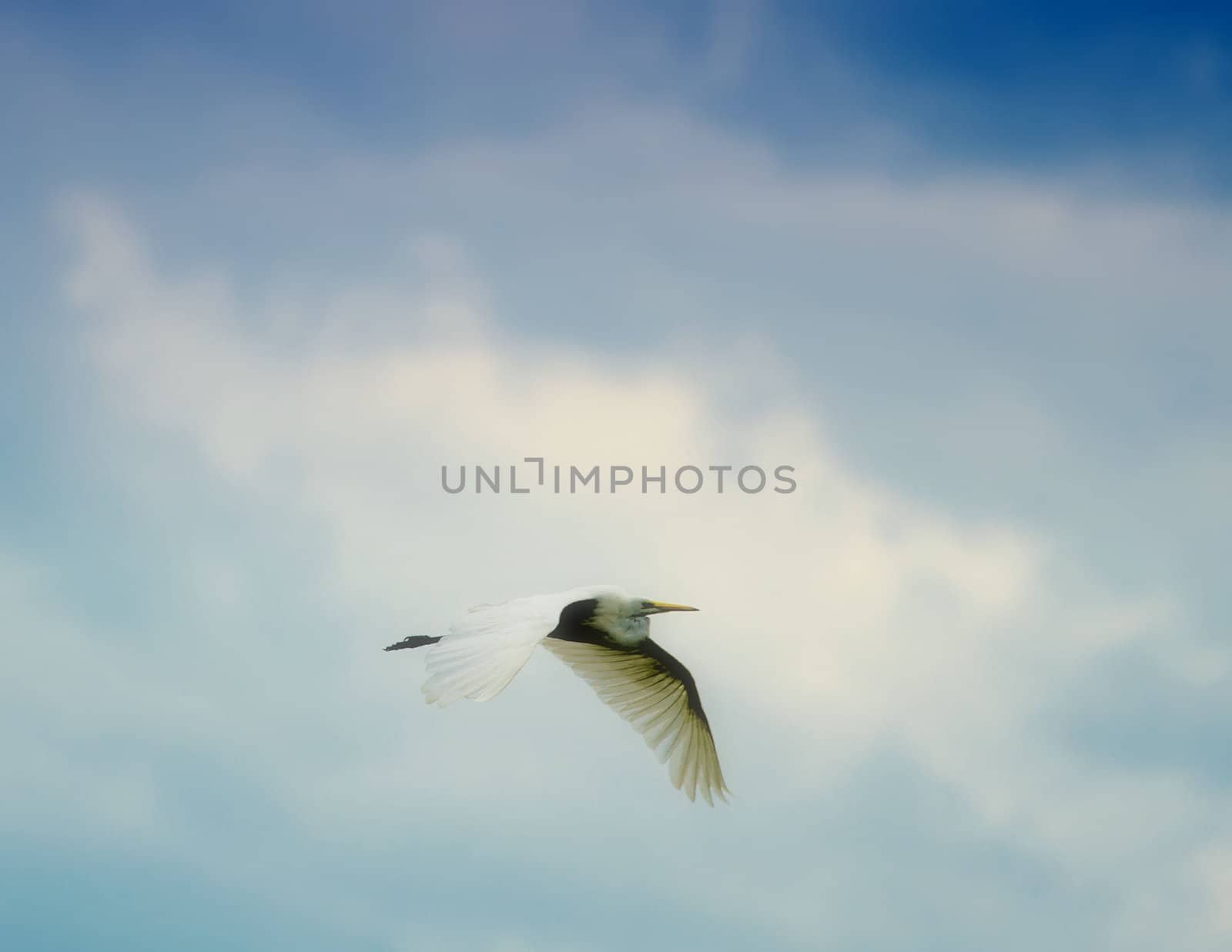 the egret fligh in the sky