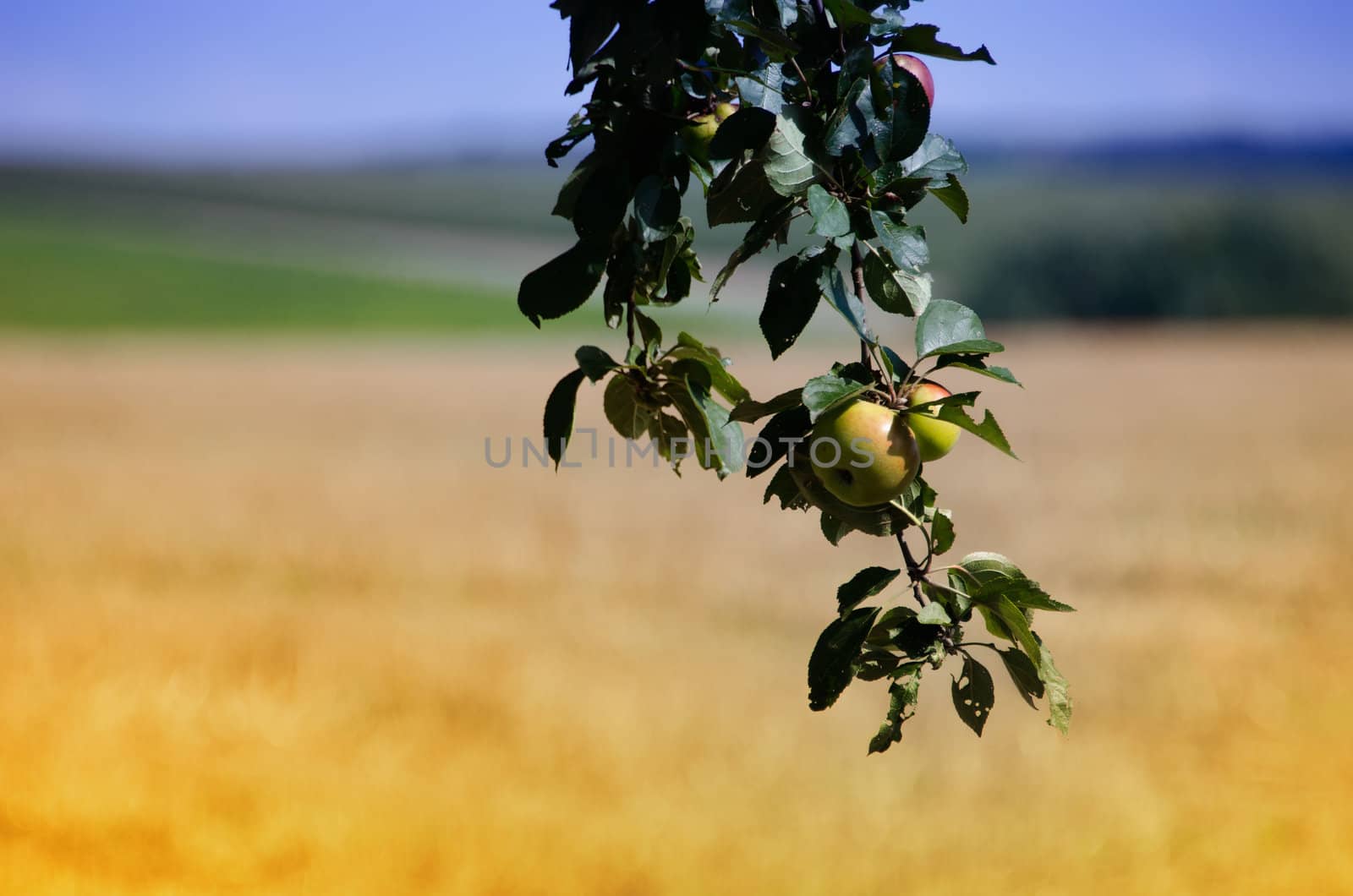 apples in the apple tree