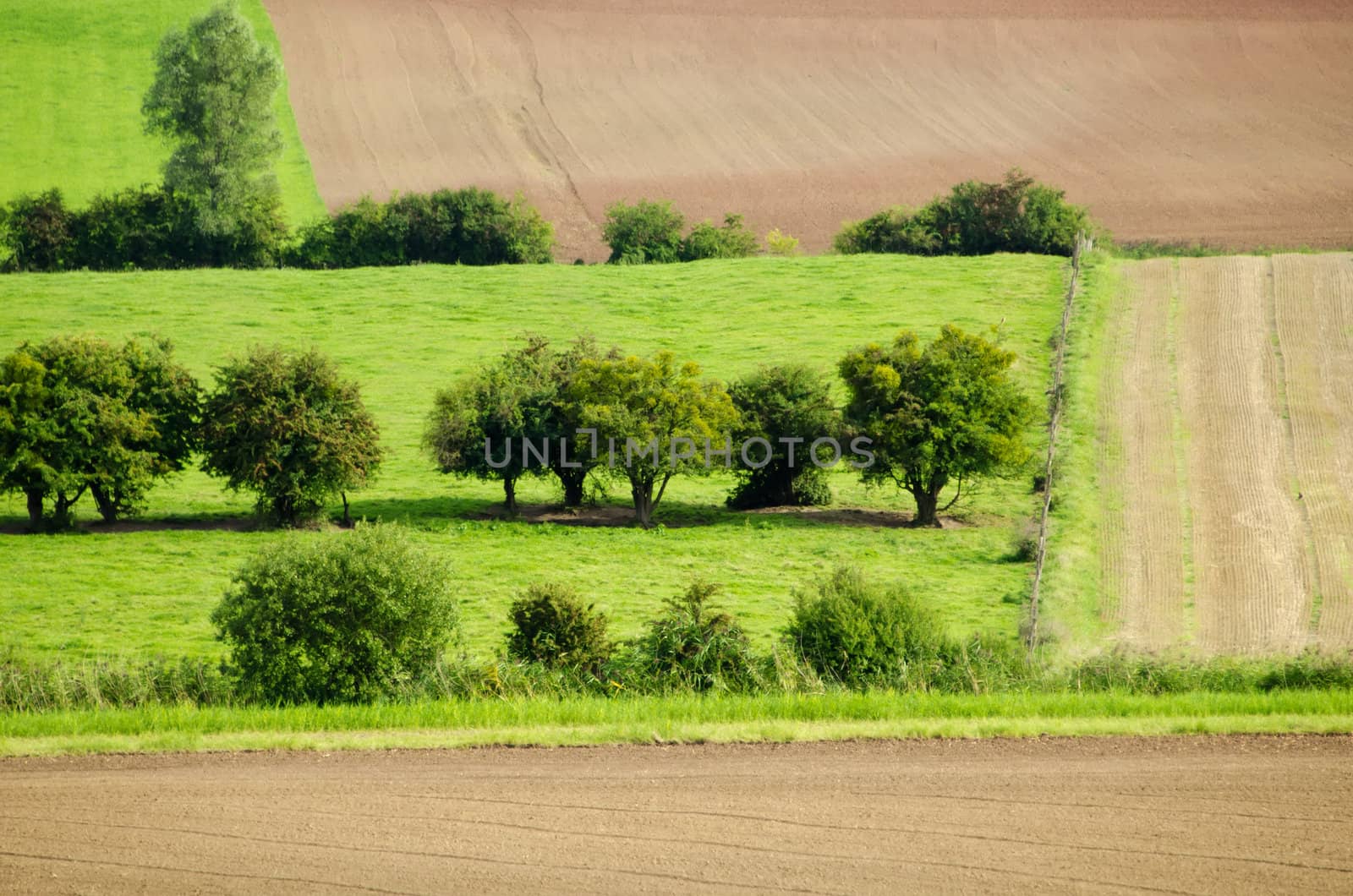 green meadows and fields