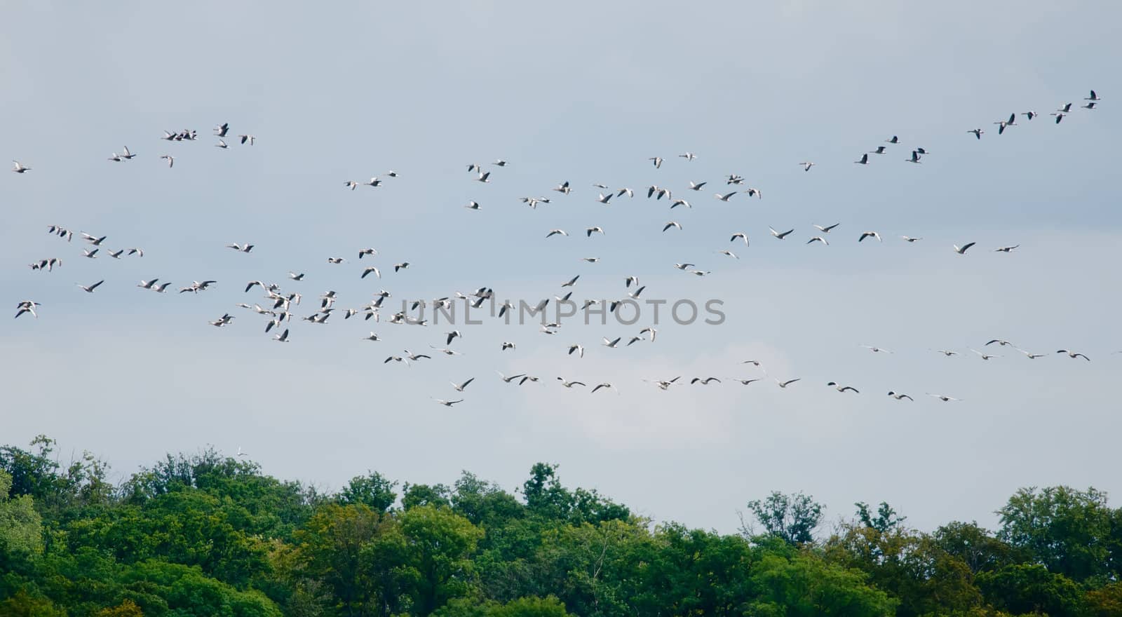 the migration of wild geese by njaj