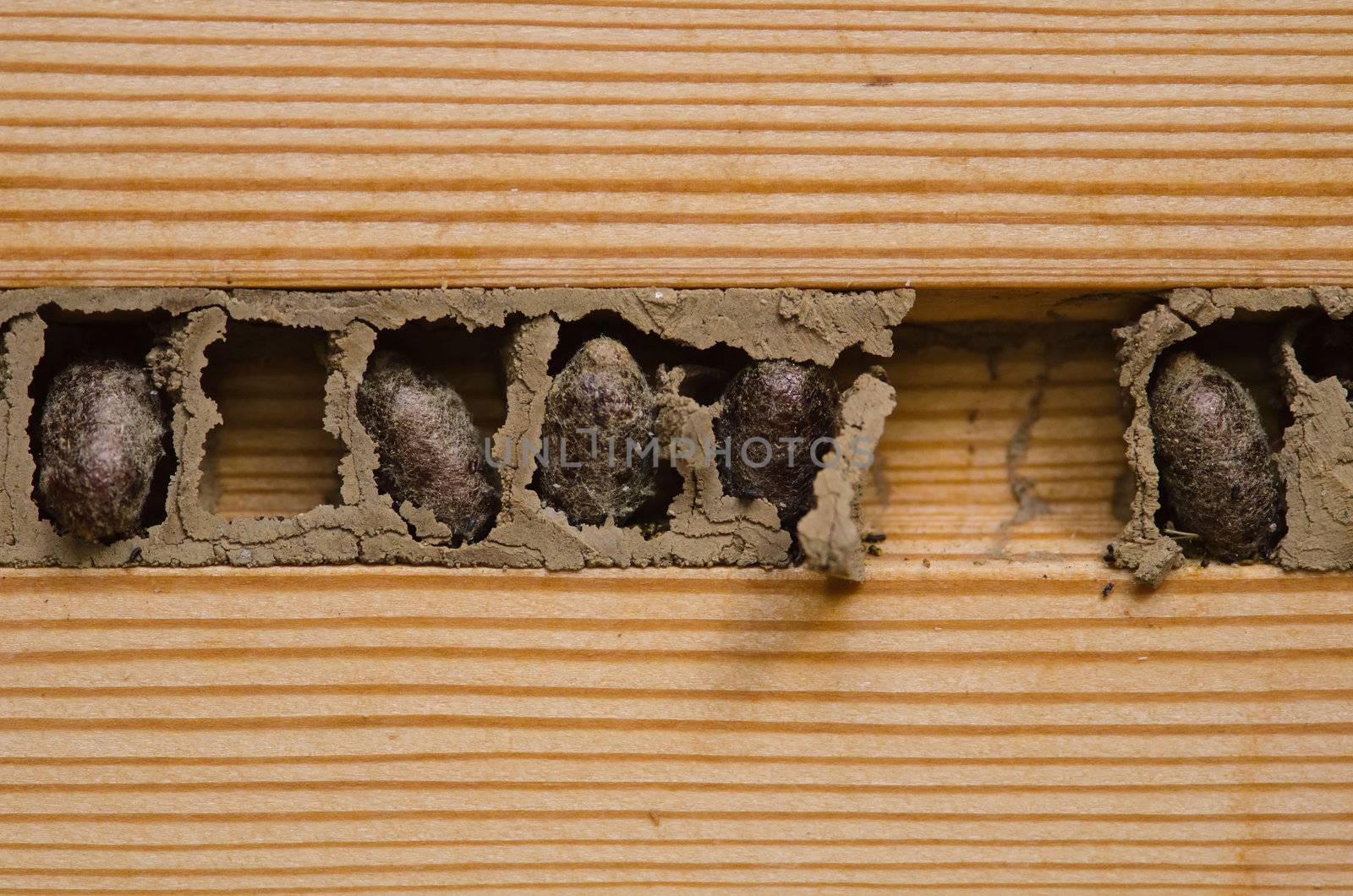 the  wasp nest