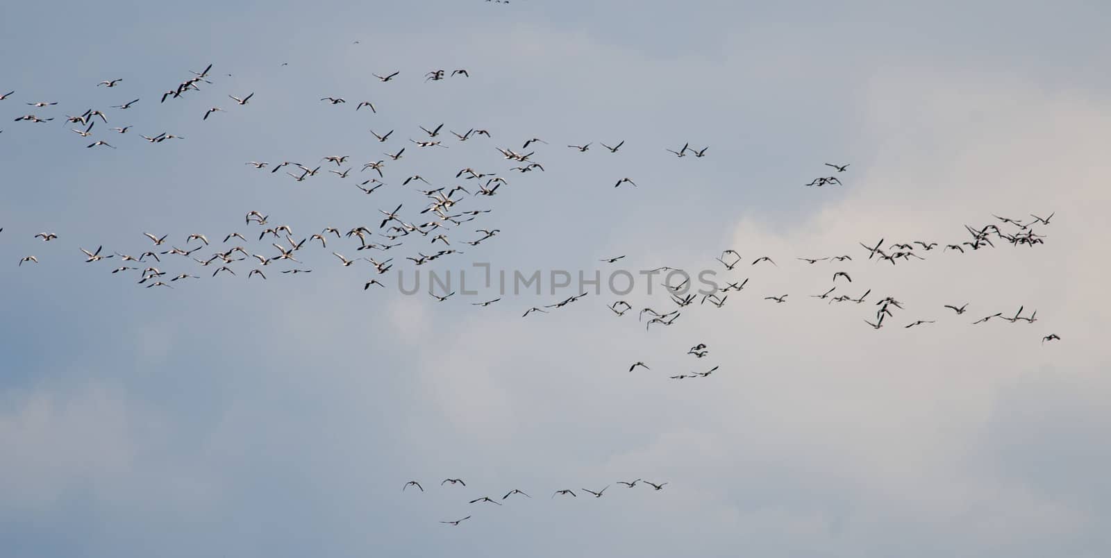 the migration of wild geese
