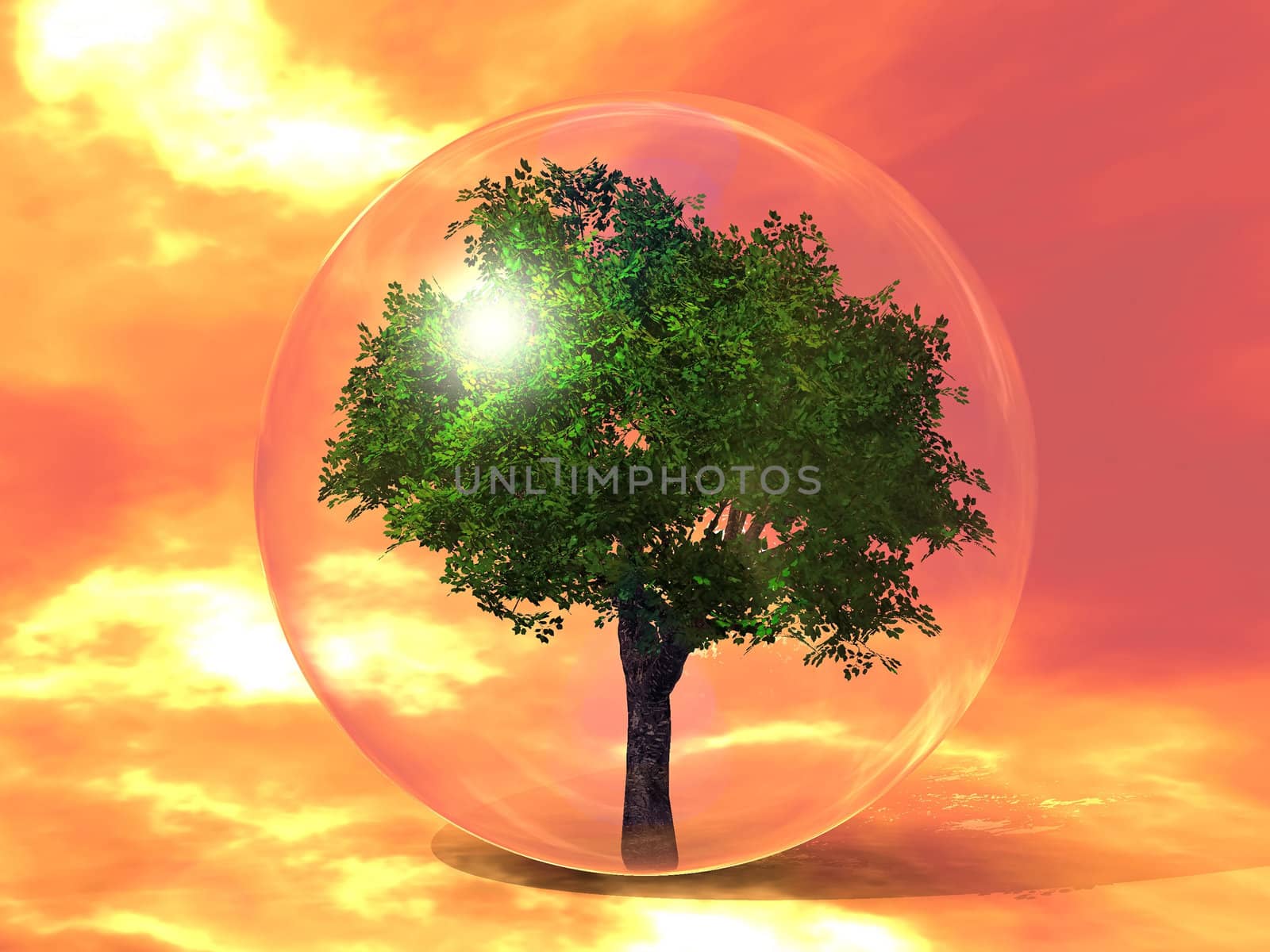 the green tree in the bubble