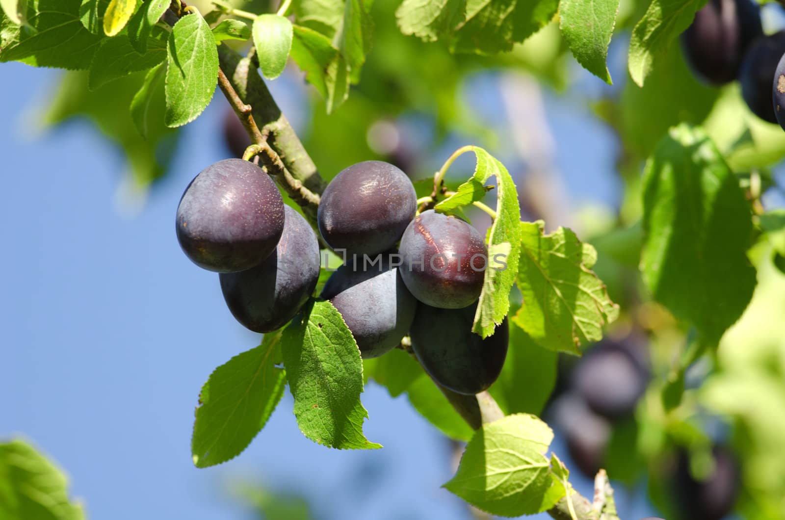 the plums on plum tree