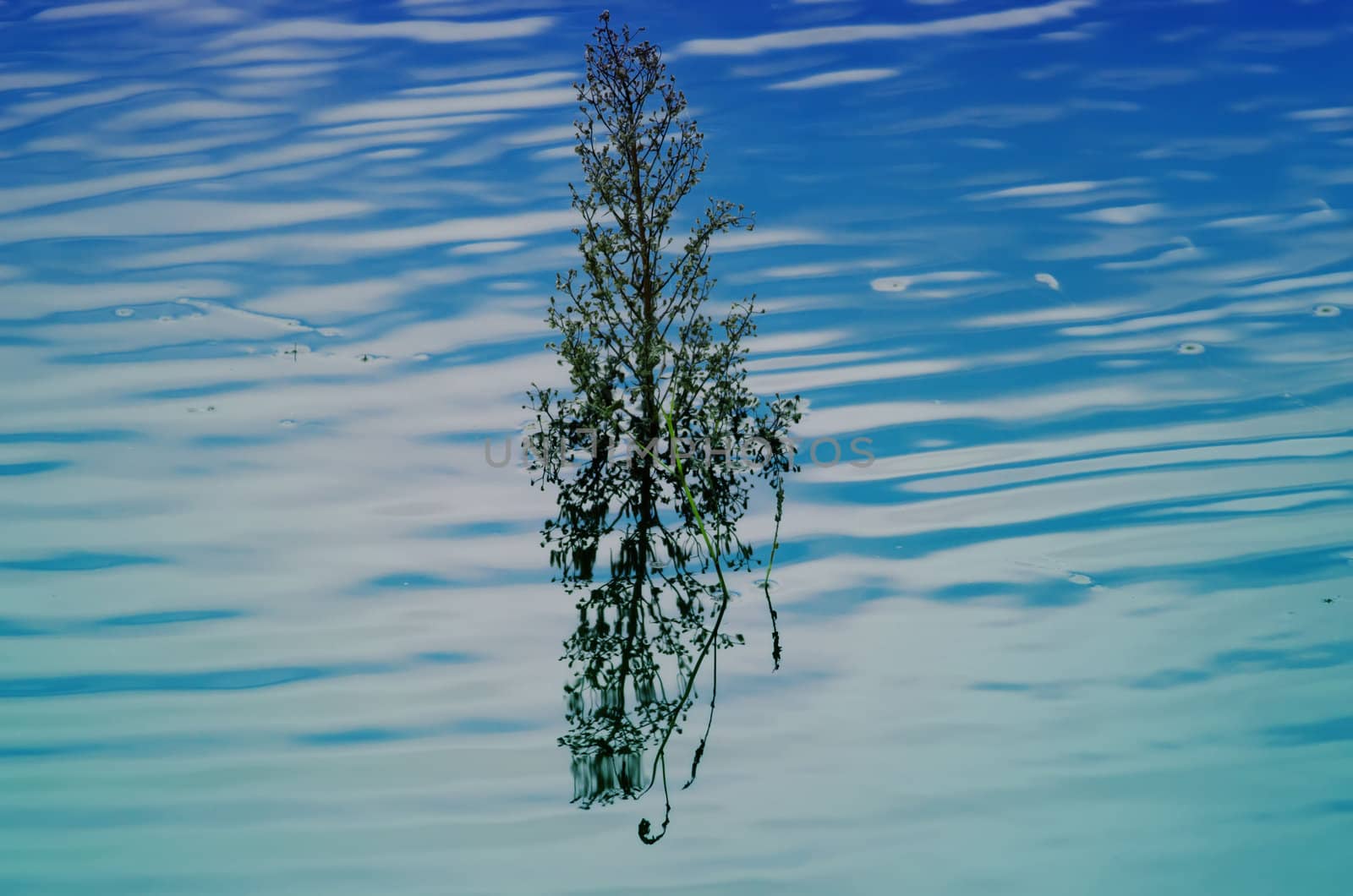 grass  and its reflection in water