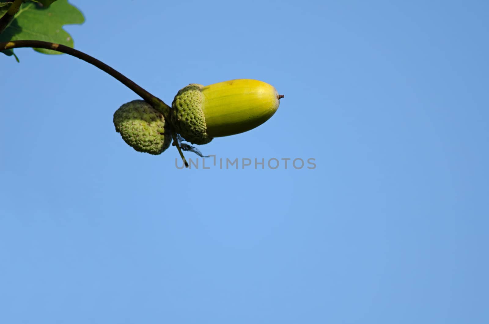 the  oak acorn on blue sky
