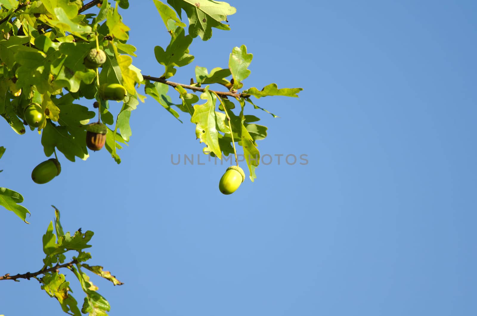 the oak leaves and acorns