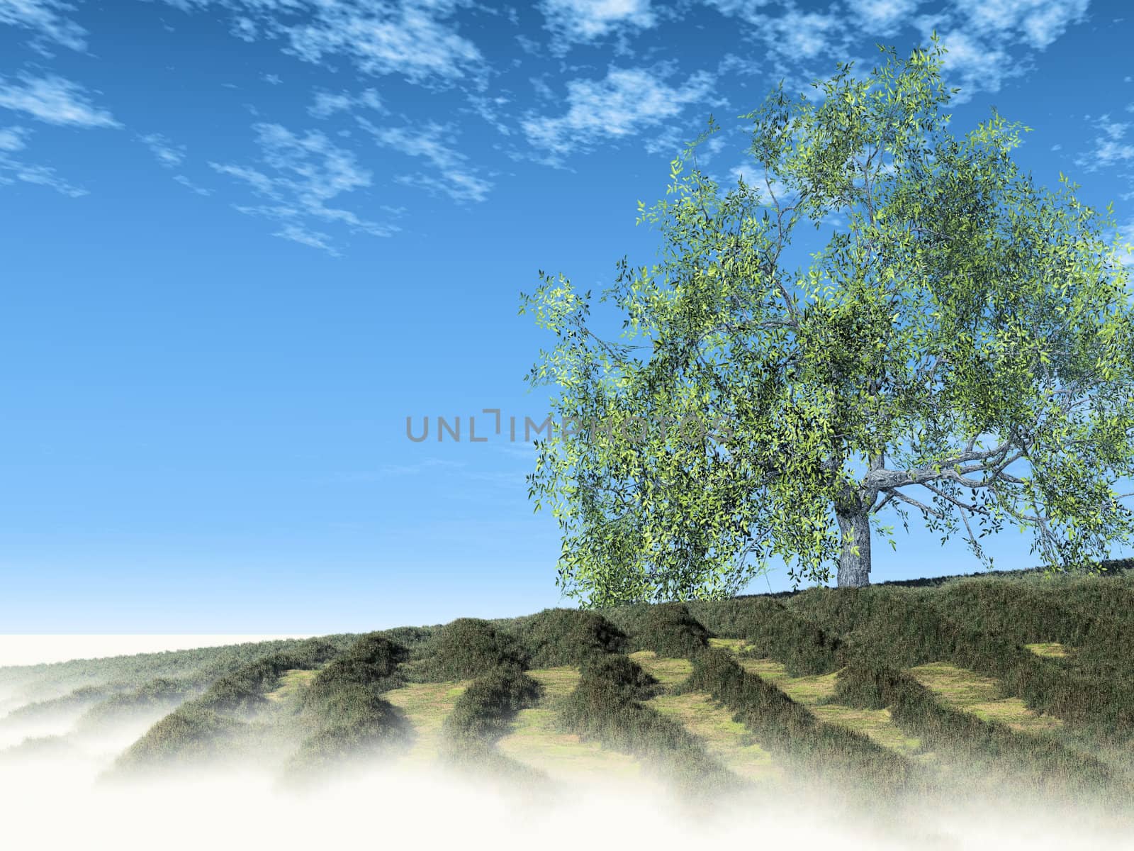 the green tree in the meadows