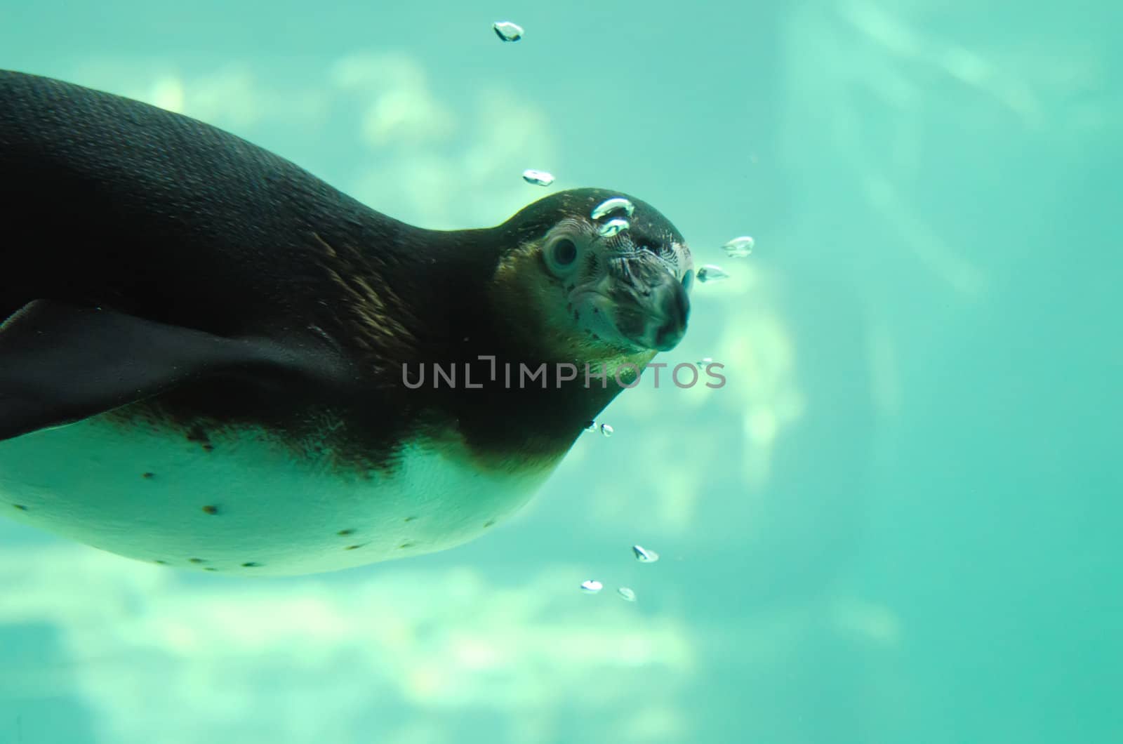 the penguin underwater