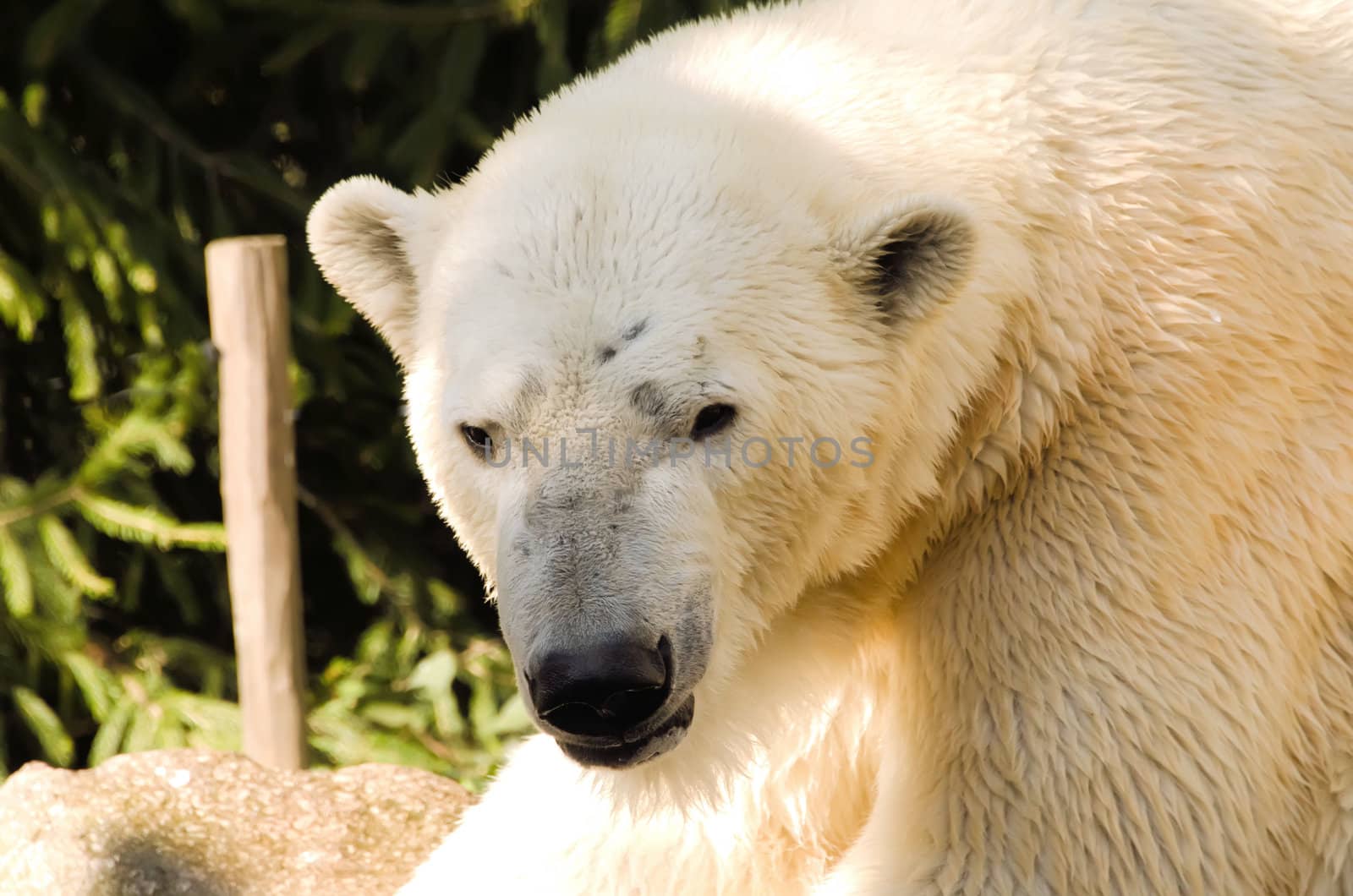 the white bear