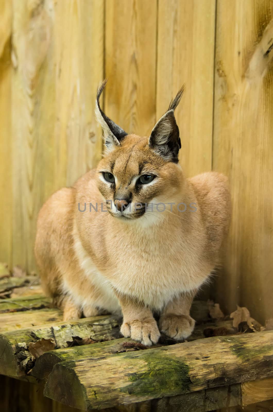 the caracal by njaj