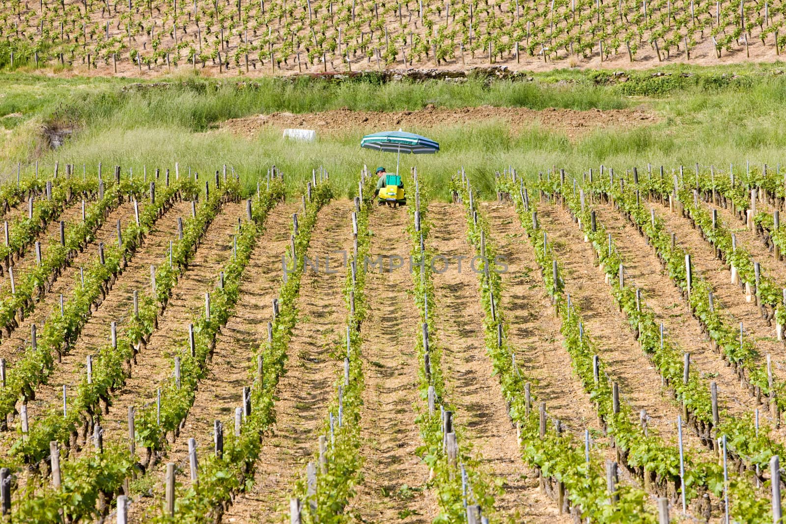 vineyards of Cote Chalonnaise region, Burgundy, France by phbcz