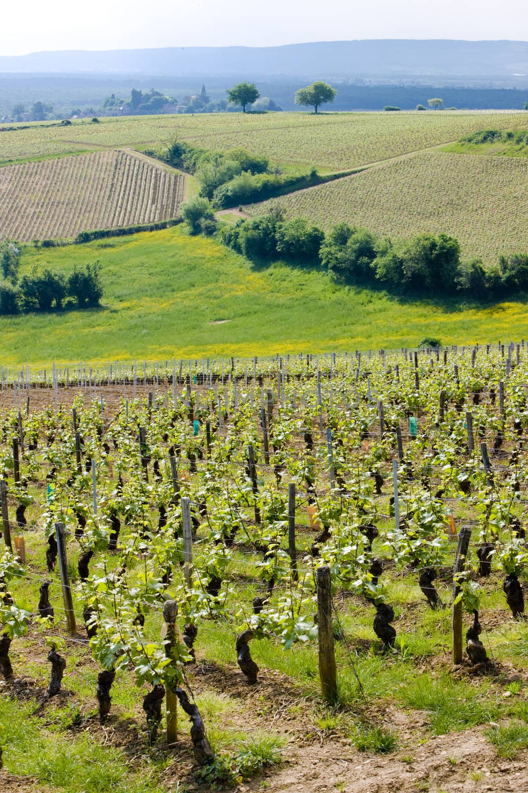 vineyards of Cote Chalonnaise region, Burgundy, France by phbcz