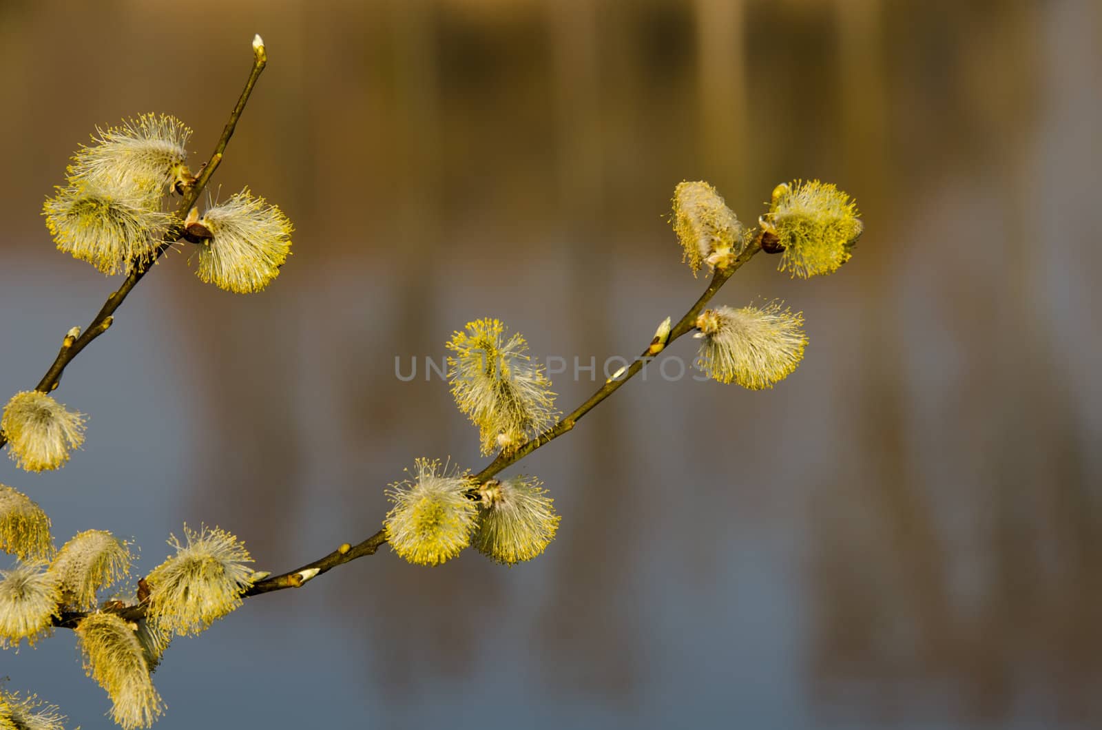 the yellow flowers