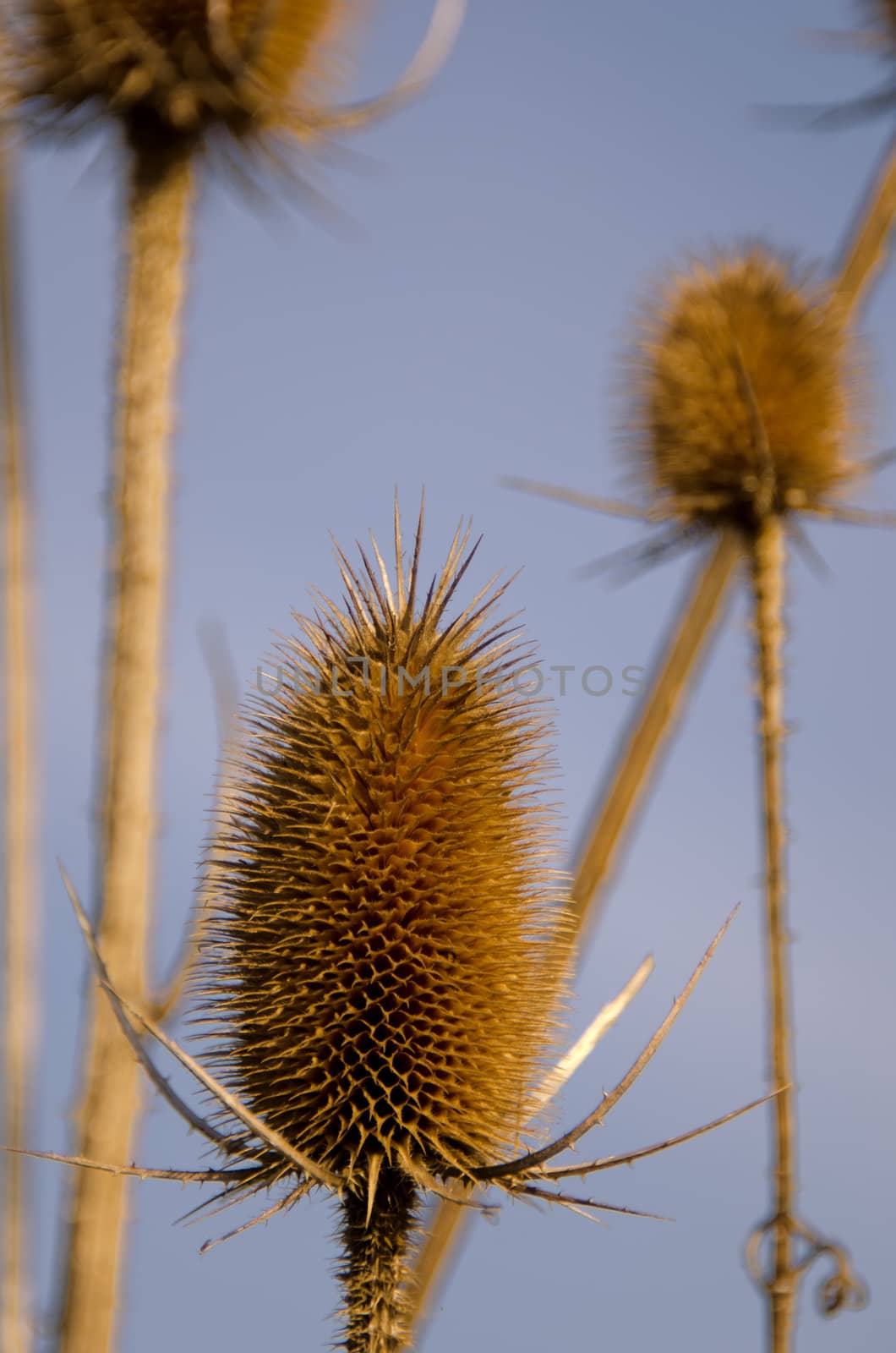 the thistles