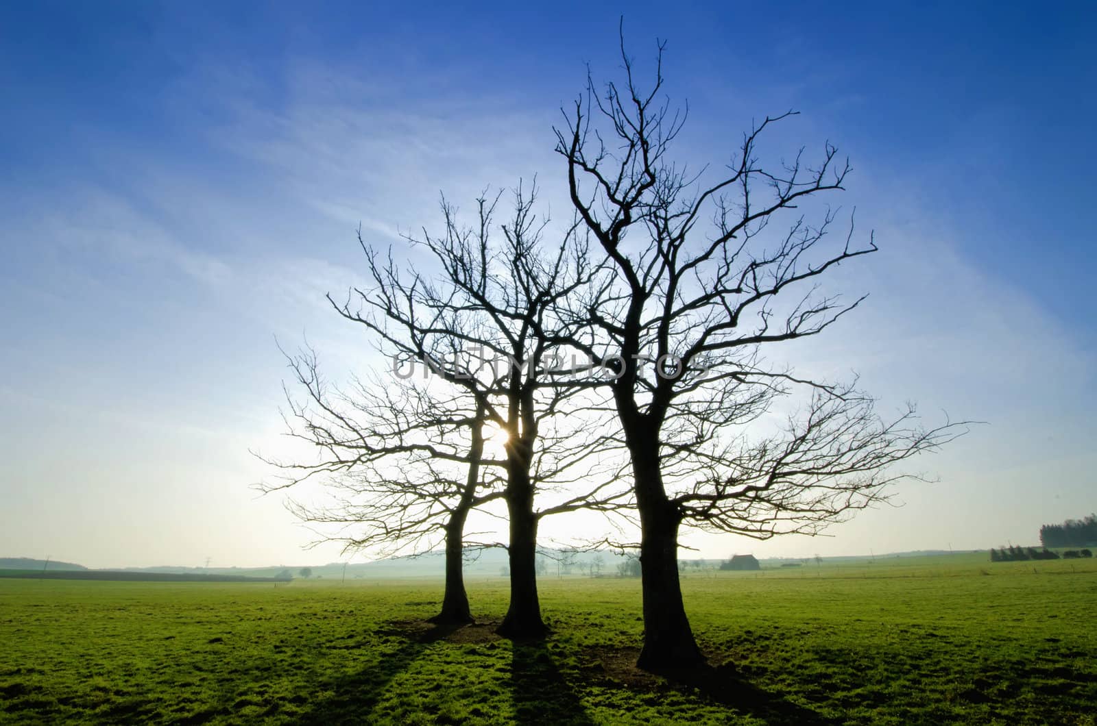 the three trees in the meadow