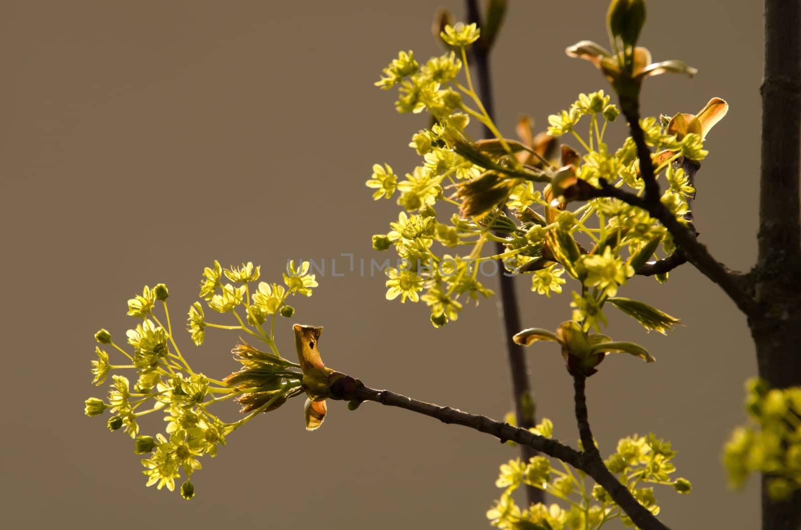the flowers of plane tree
