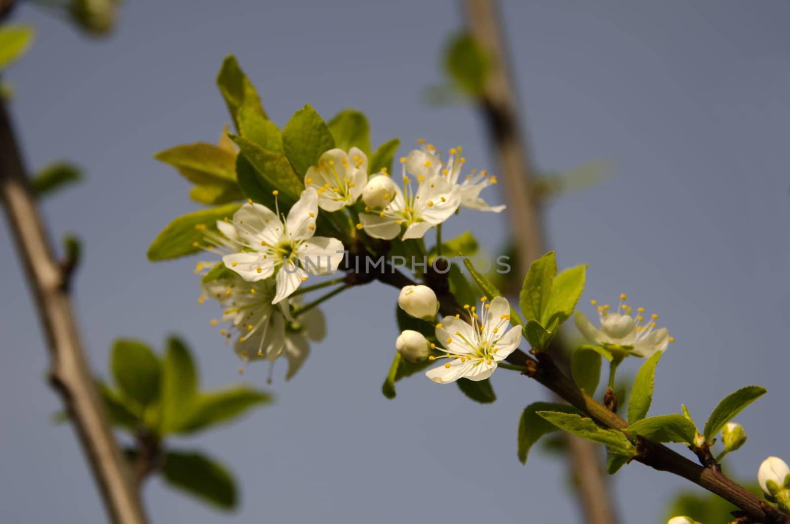 the flowers of mirabelle plum tree