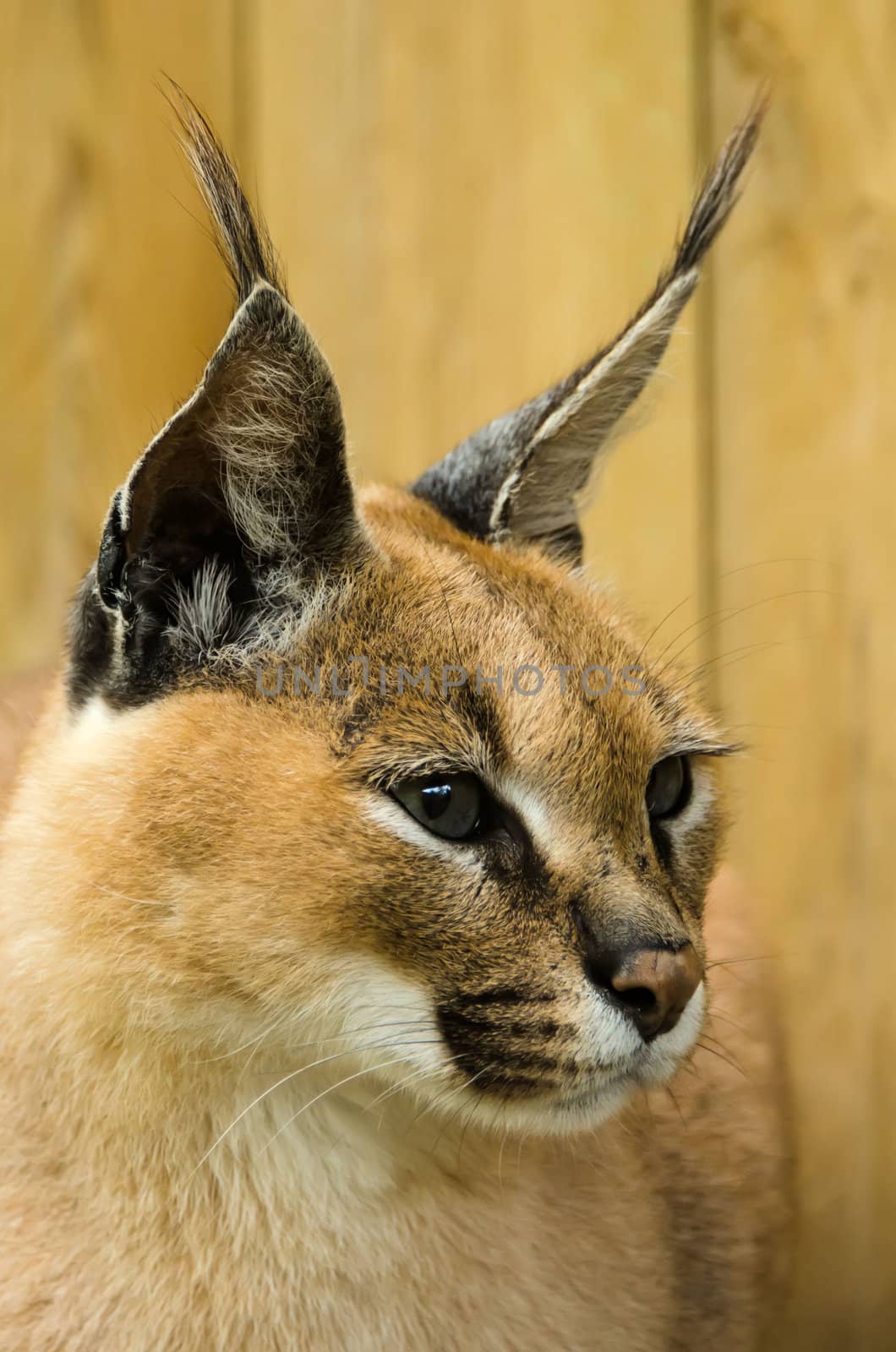 the caracal