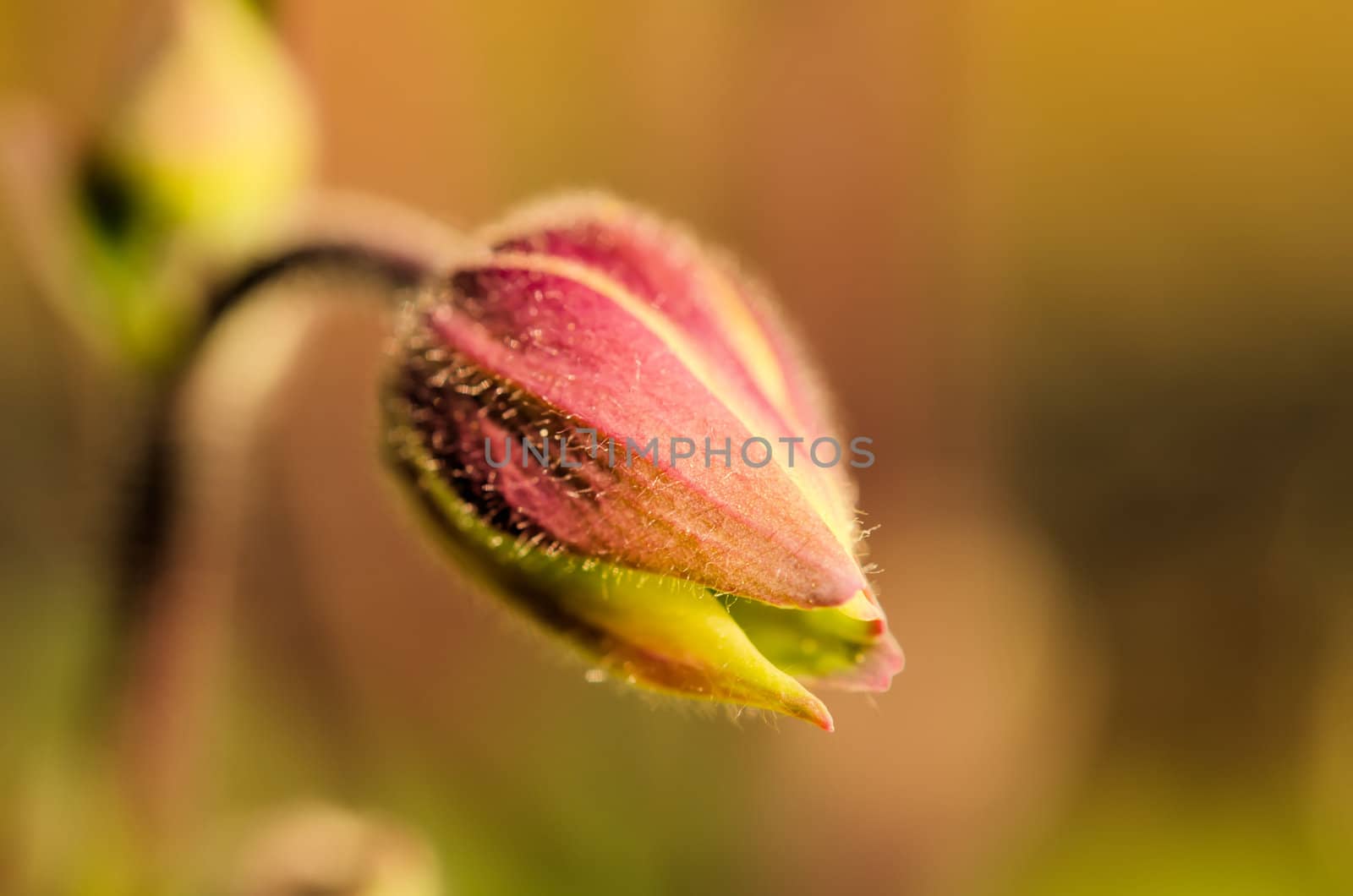 the flower