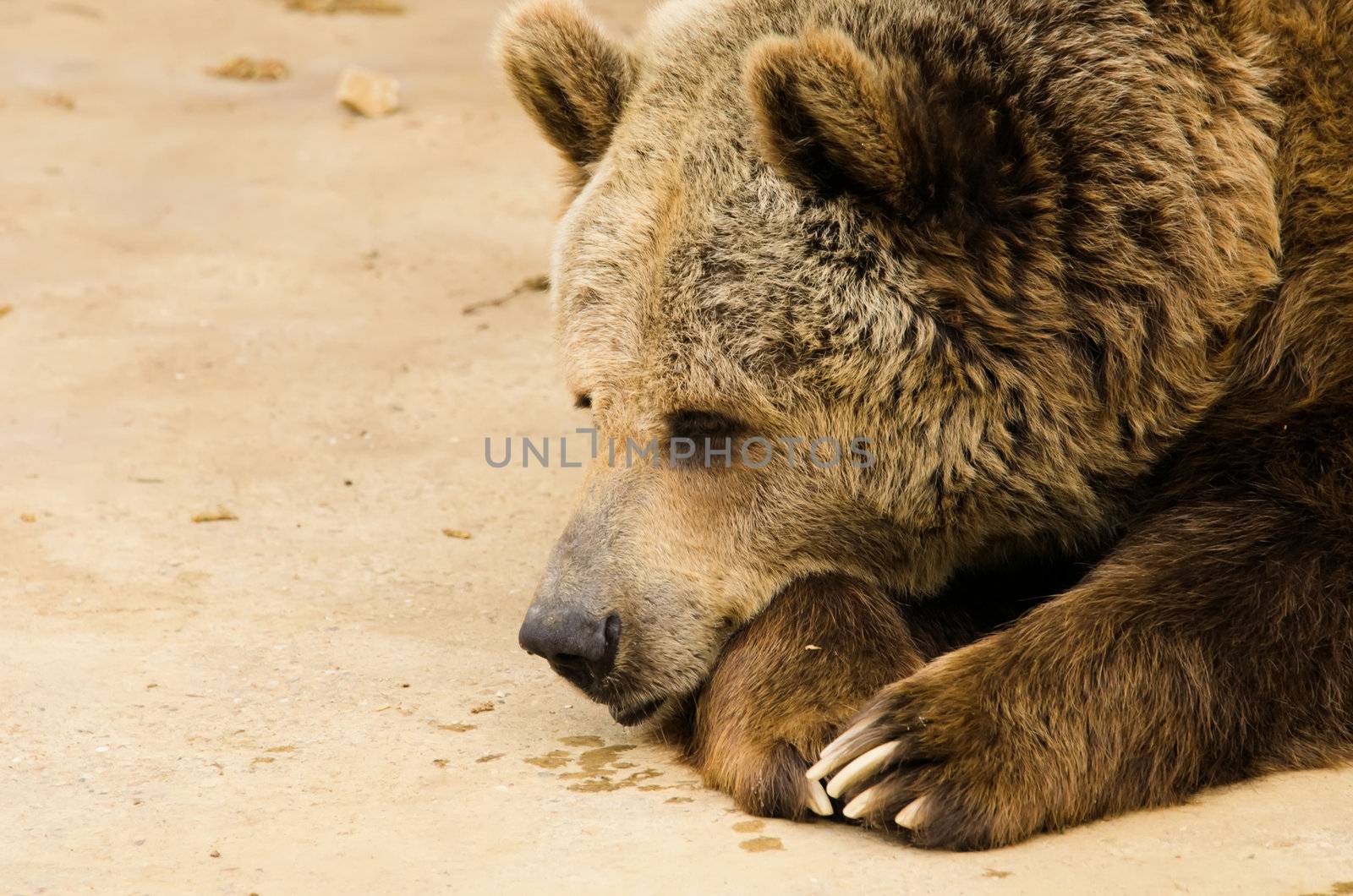 the brown bear