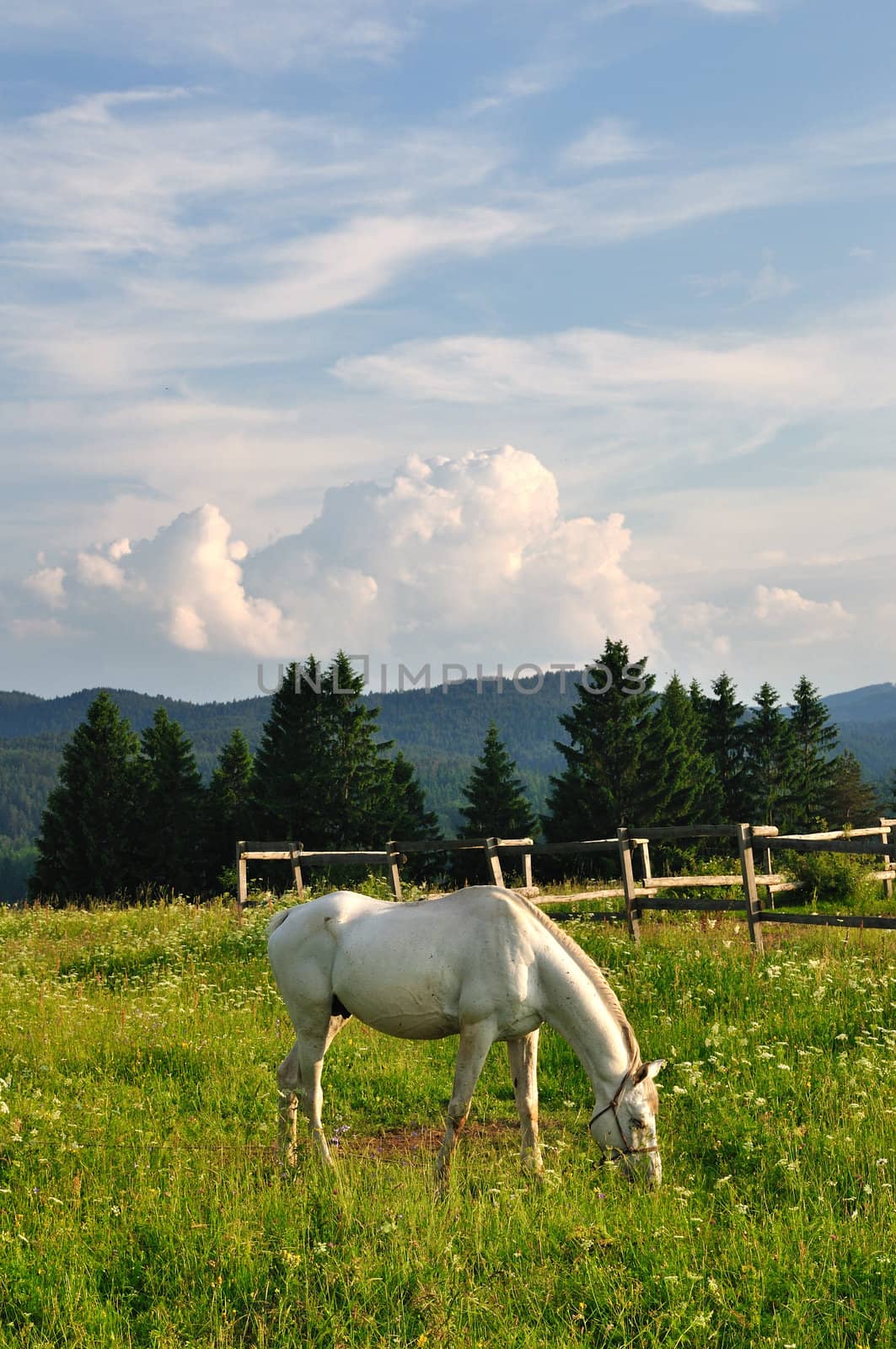White horse in mountain by zagart36