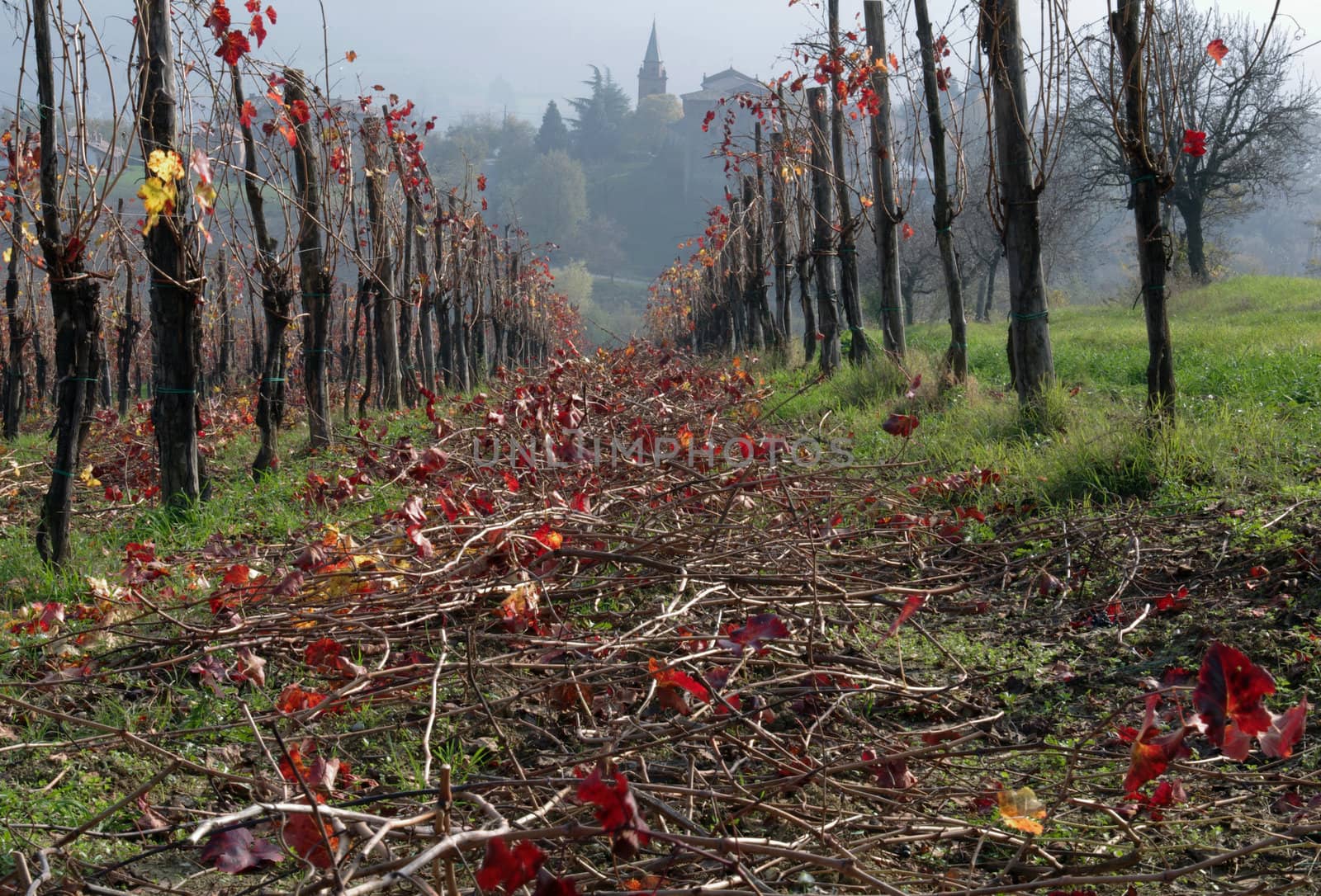 Vine Yard In Autumn