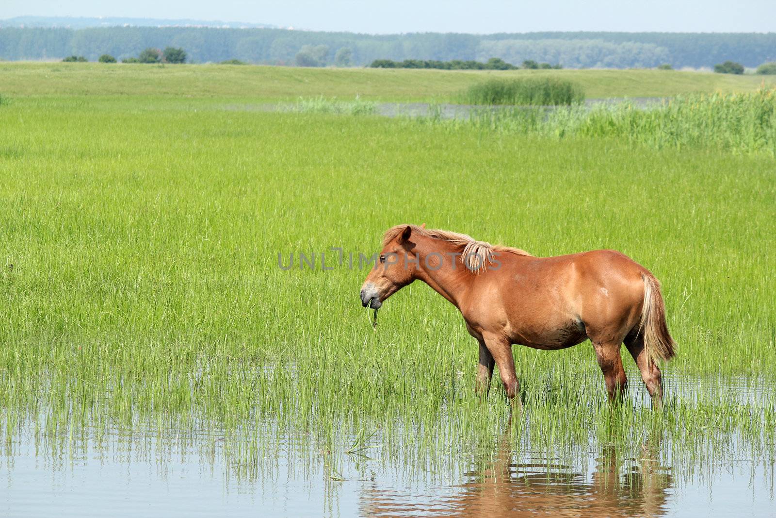 brown horse in pasture farm scene by goce