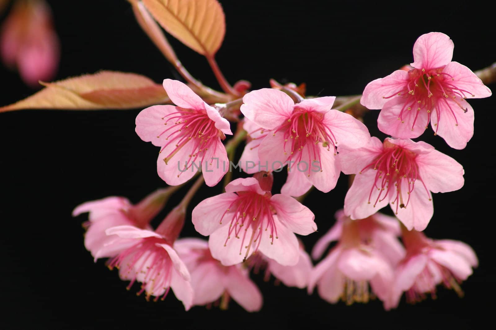 Sakura pink flower in thailand. by jame_j@homail.com