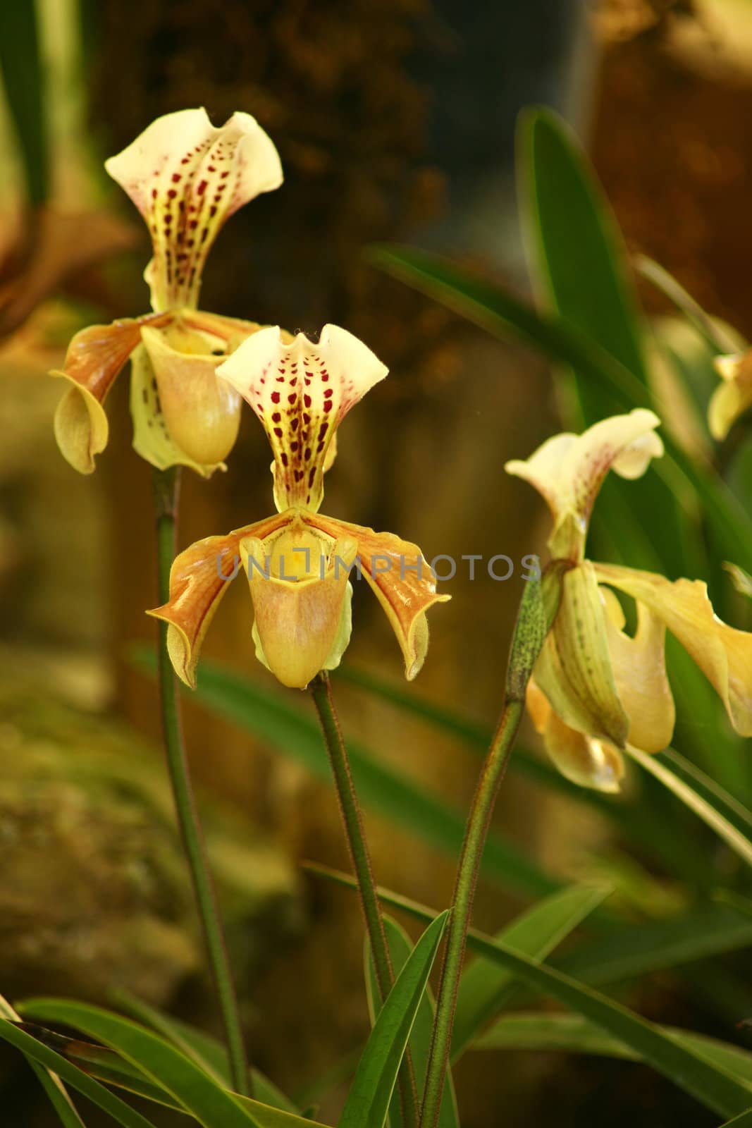 Yellow orchid, Paphiopedilum at Chiang mai, Thailand.