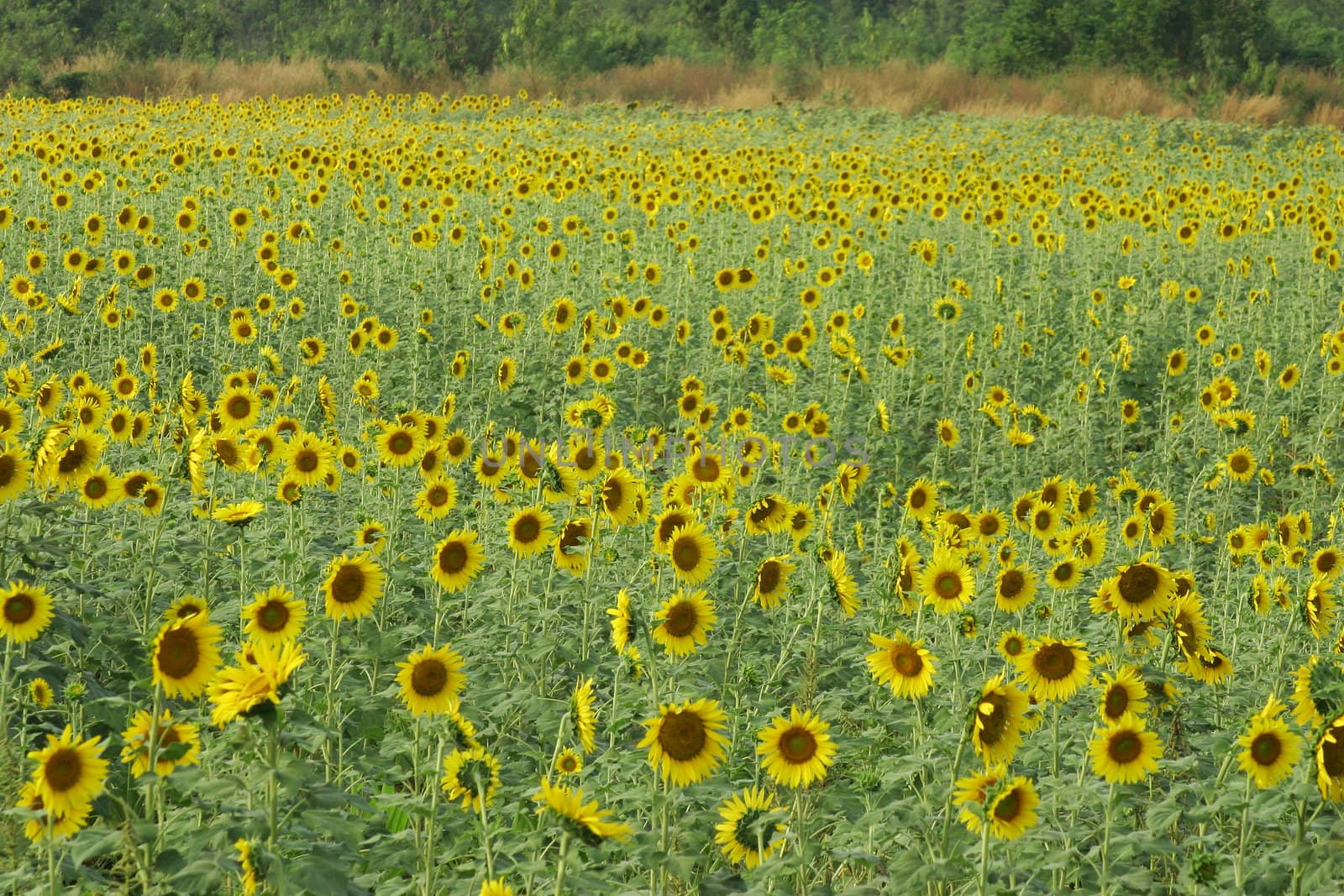 Field of sunflowers at Lopburi near Bangkok, Thailand.