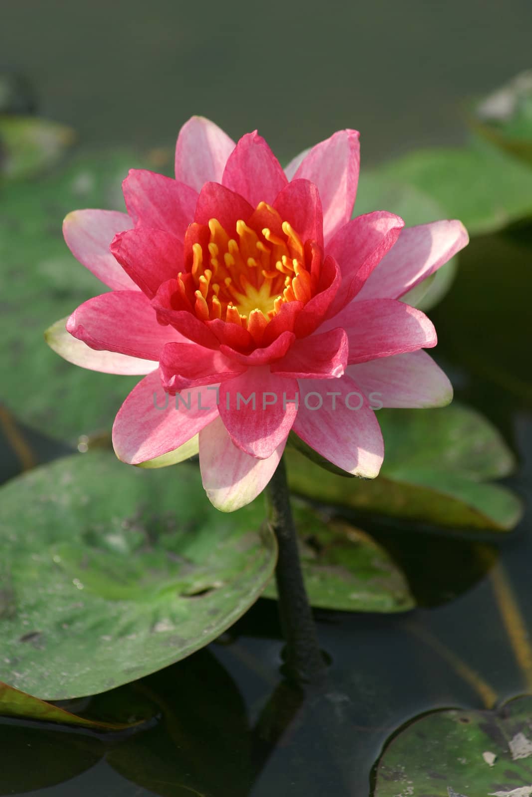 Blossom lotus flower. by jame_j@homail.com