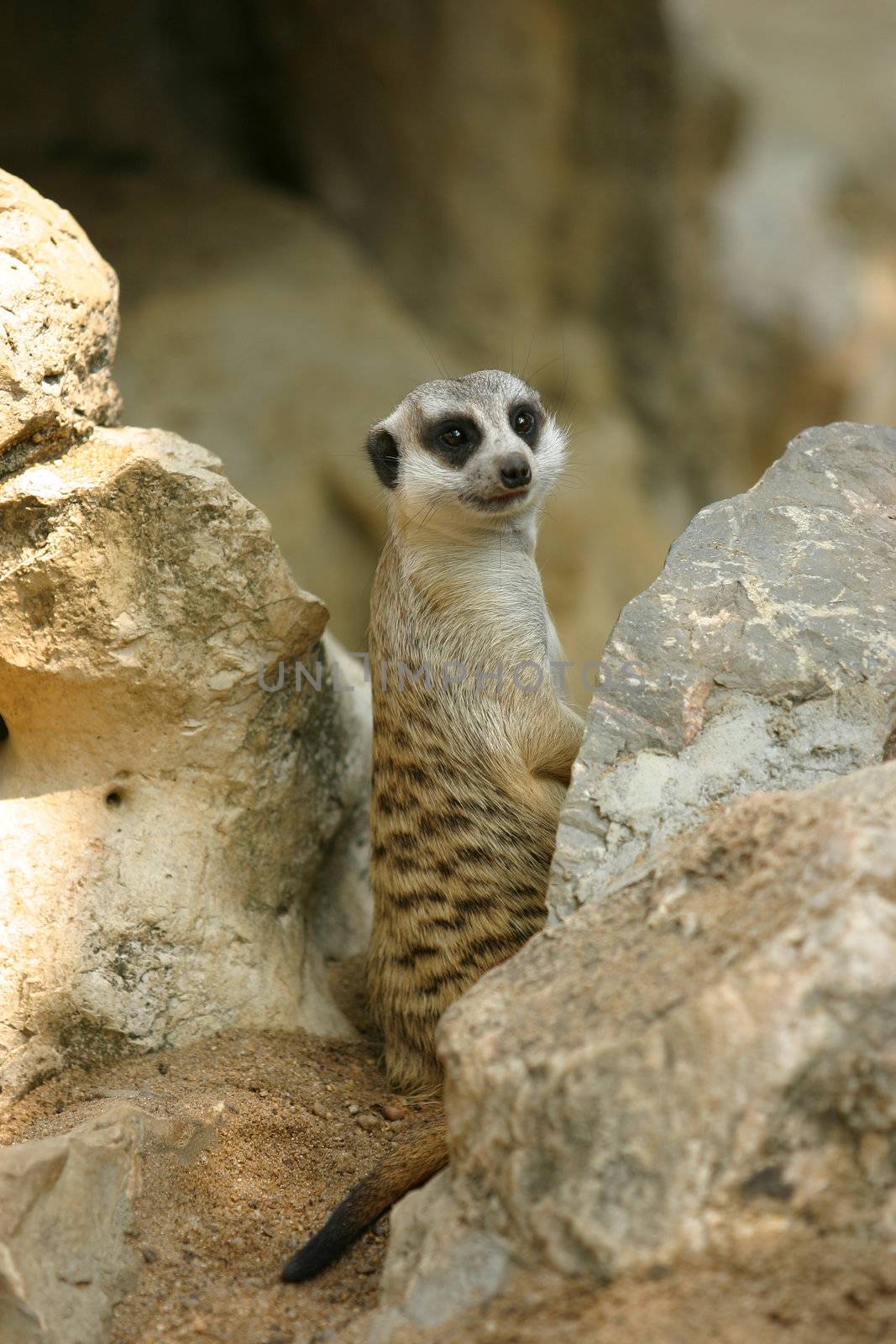 Mircats at Dusit Zoo in Bangkok, Thailand