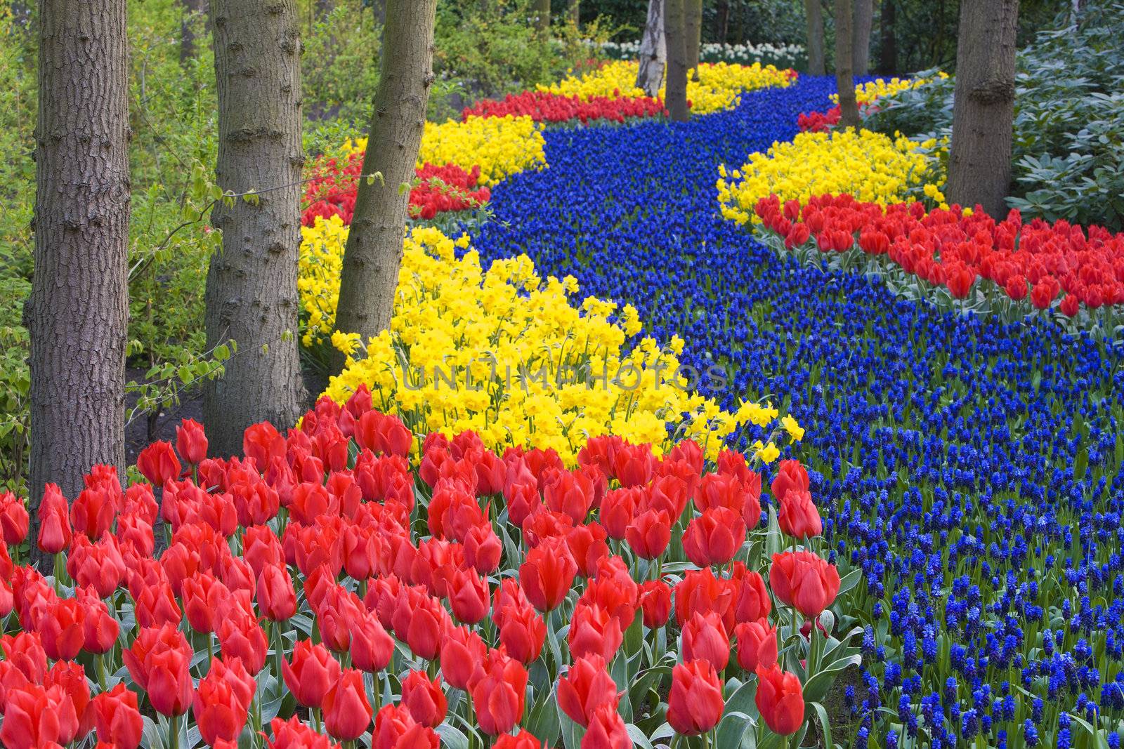 Keukenhof Gardens, Lisse, Netherlands by phbcz