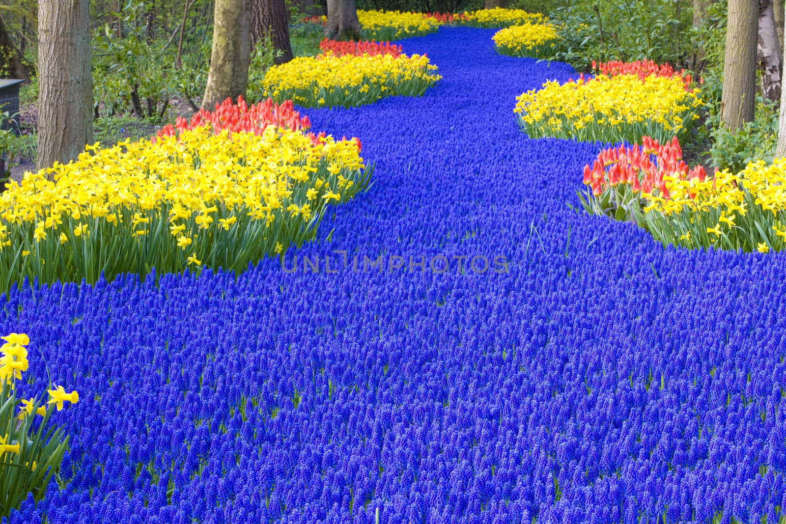 Keukenhof Gardens, Lisse, Netherlands by phbcz