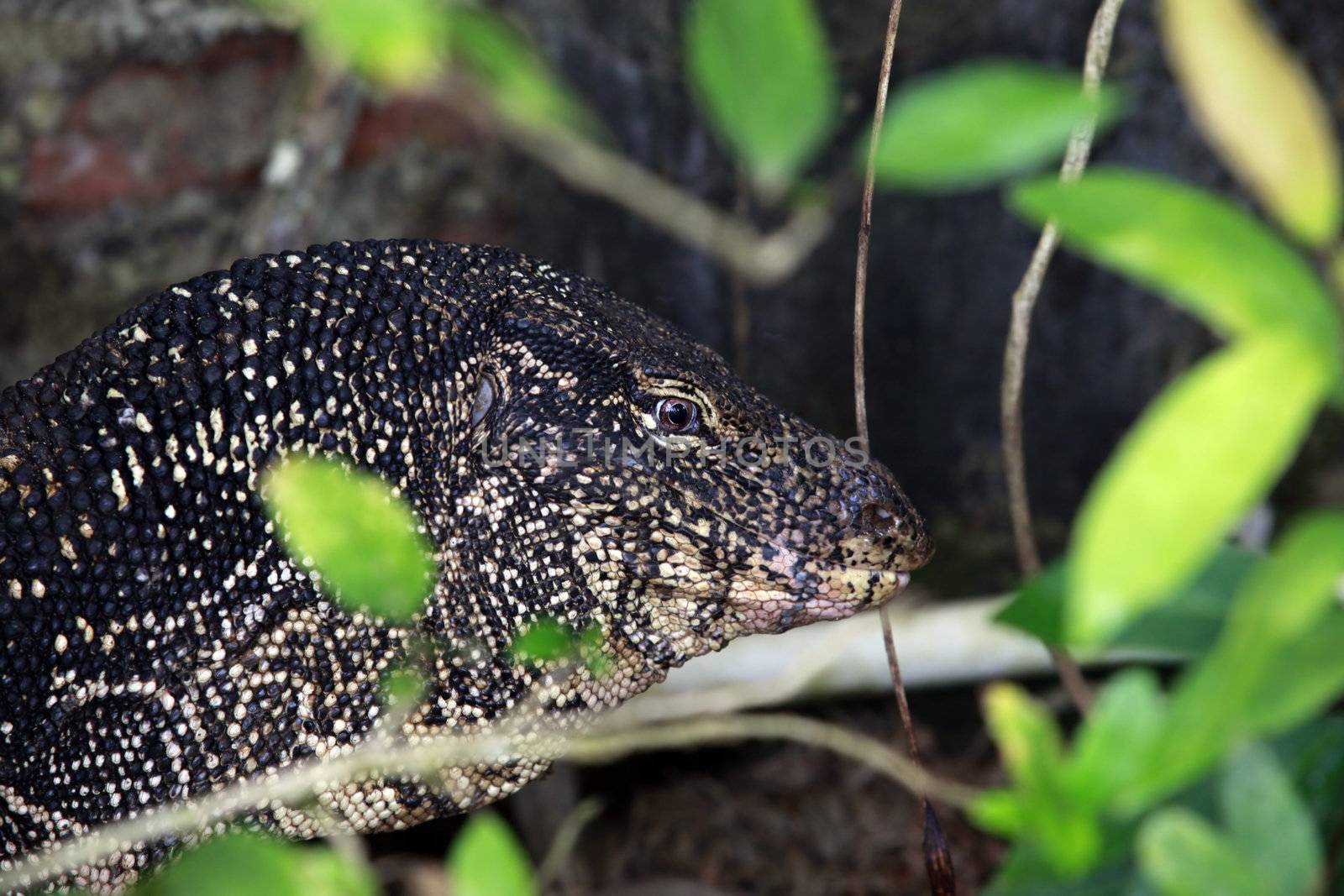 Portrait of a lizard close-up in nature. Sri Lanka (Ceylon)