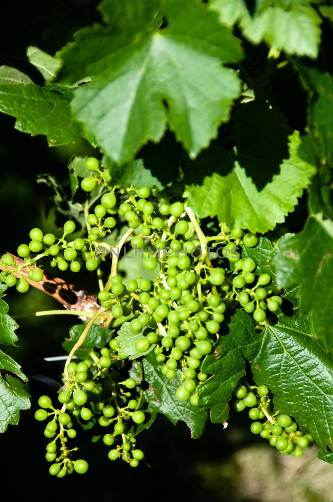 Small Green Grapes on wine plant in Vineyard