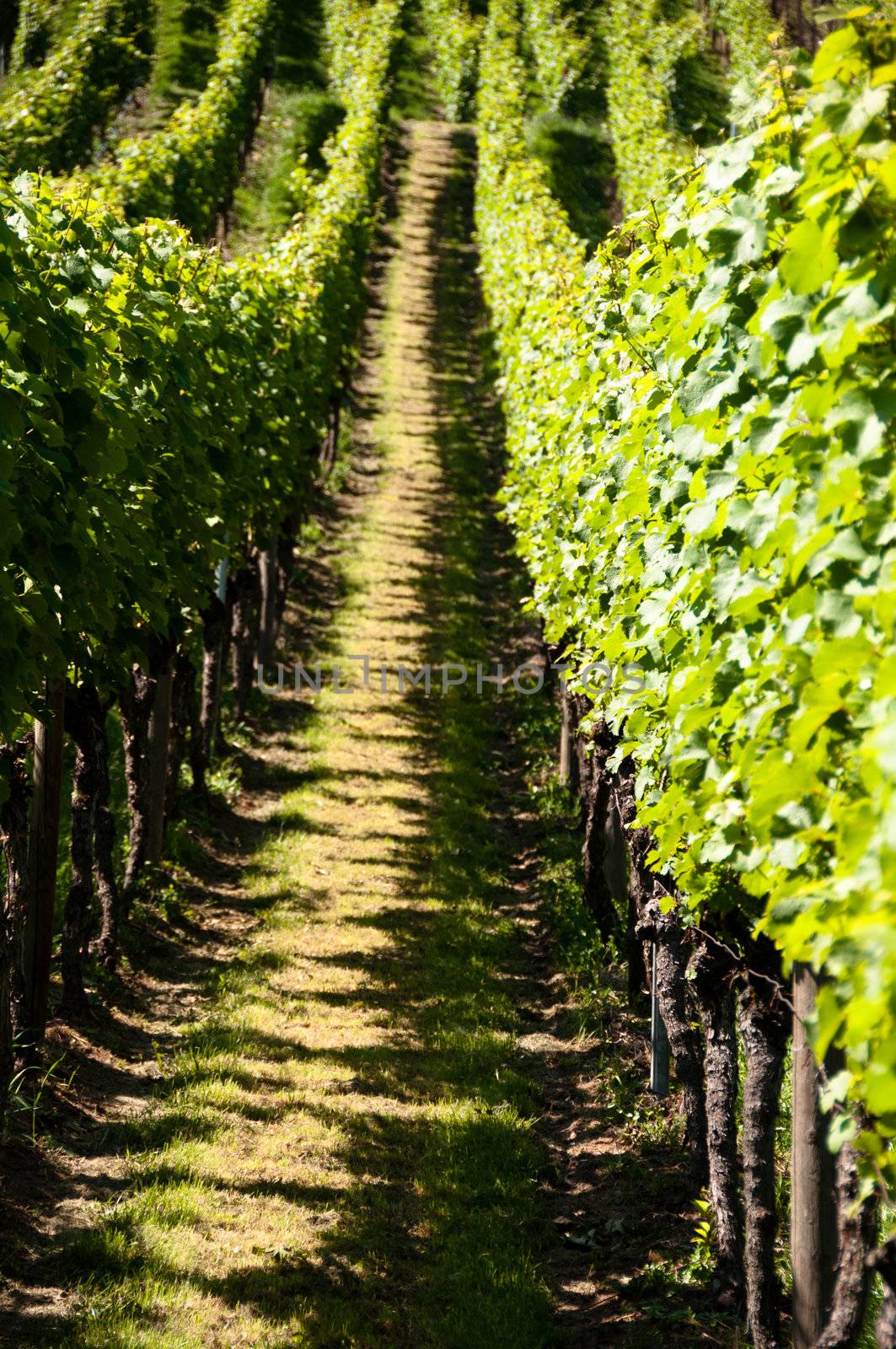 rows of young grapes in wineyard of southen germany region rheinland pfalz