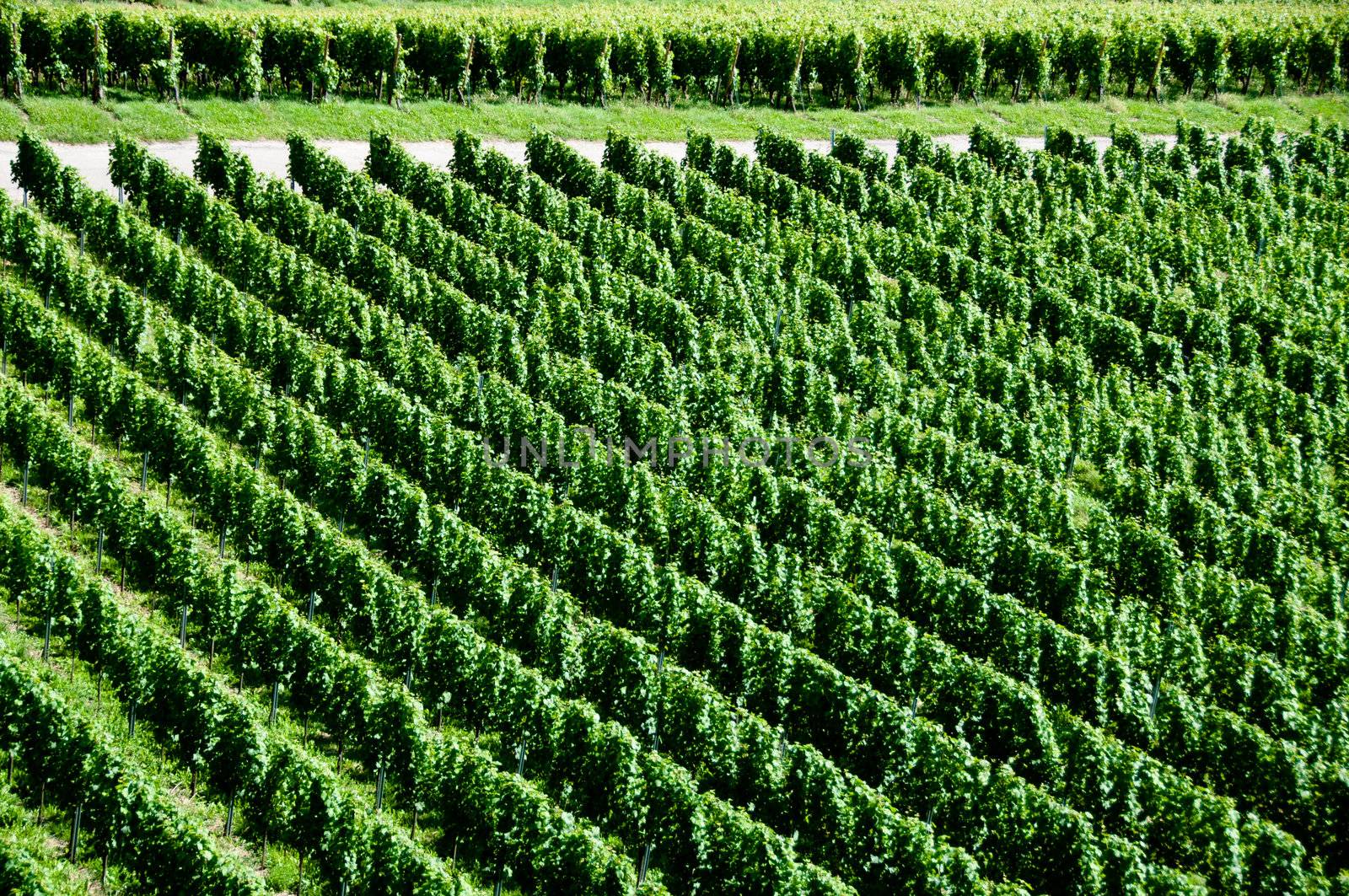 rows of young grapes in wineyard of southen germany region rheinland pfalz