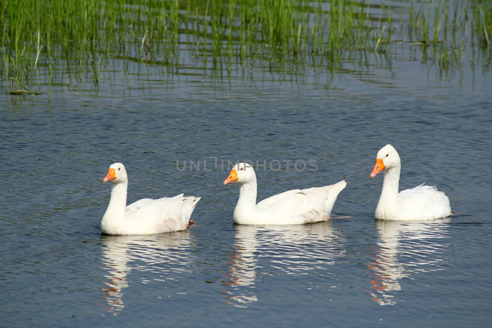 white gooses swimming by goce